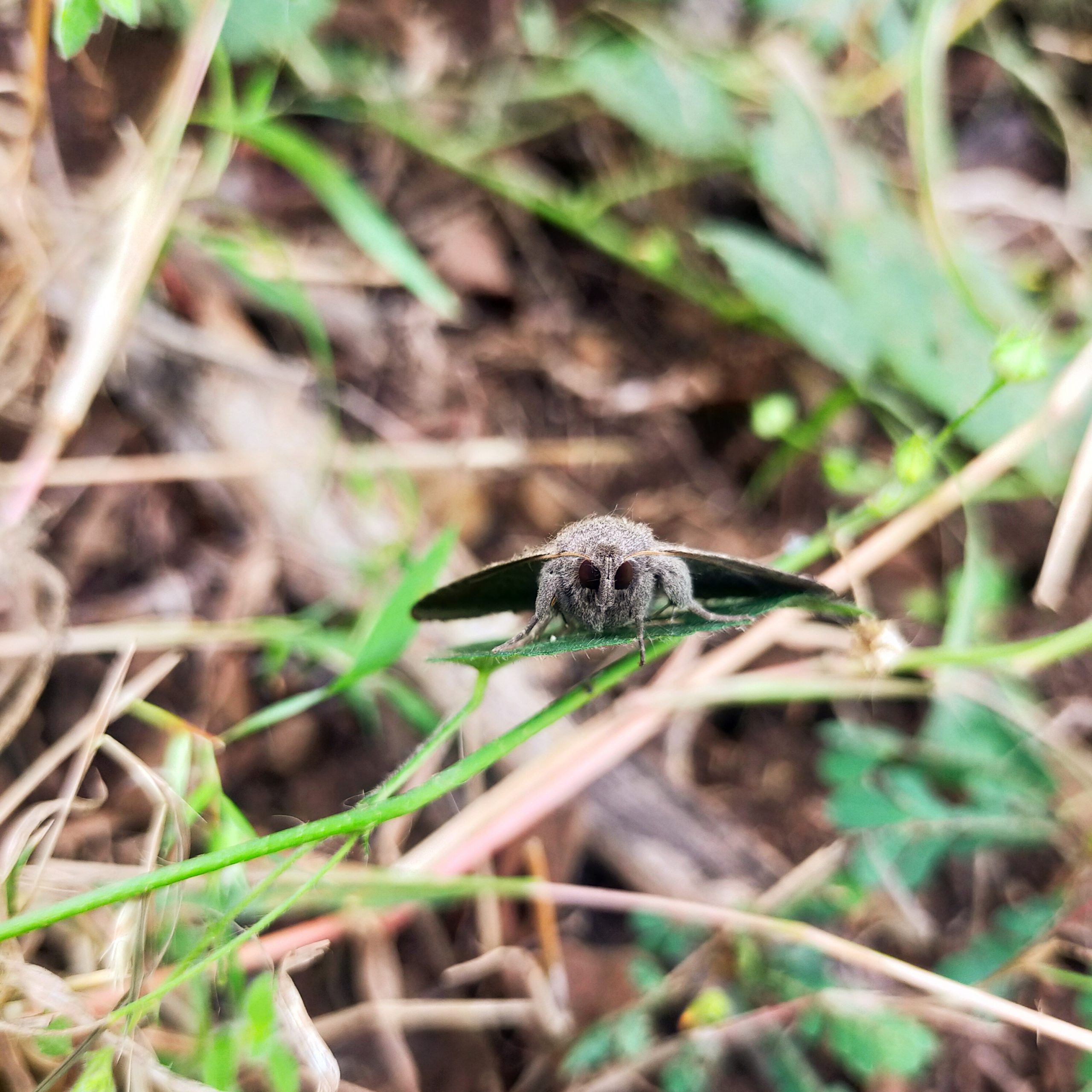 Moth on leaf