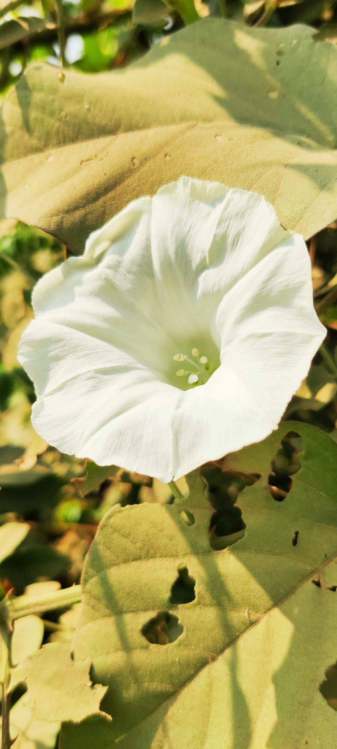 Flowering plant