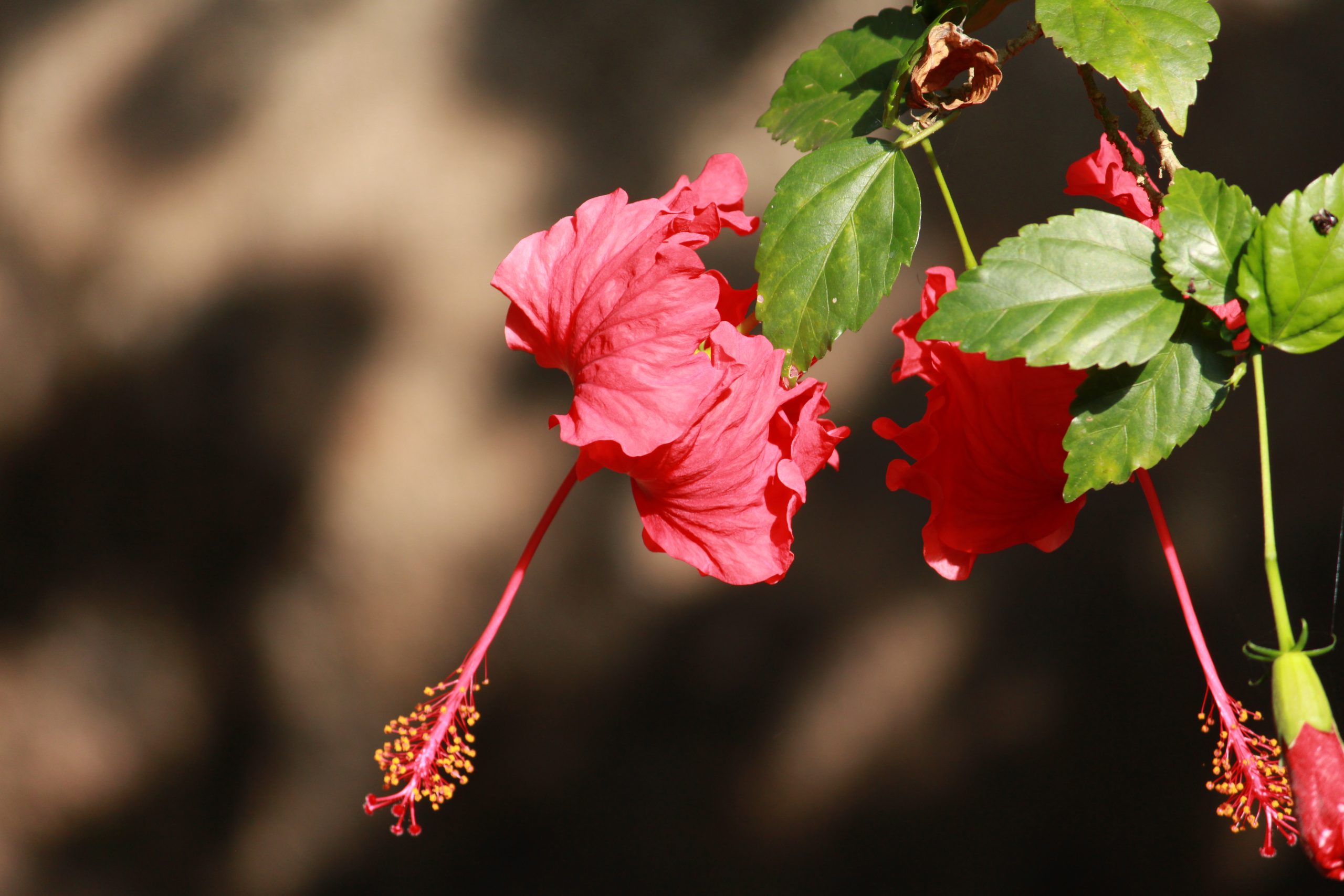 hibiscus flower