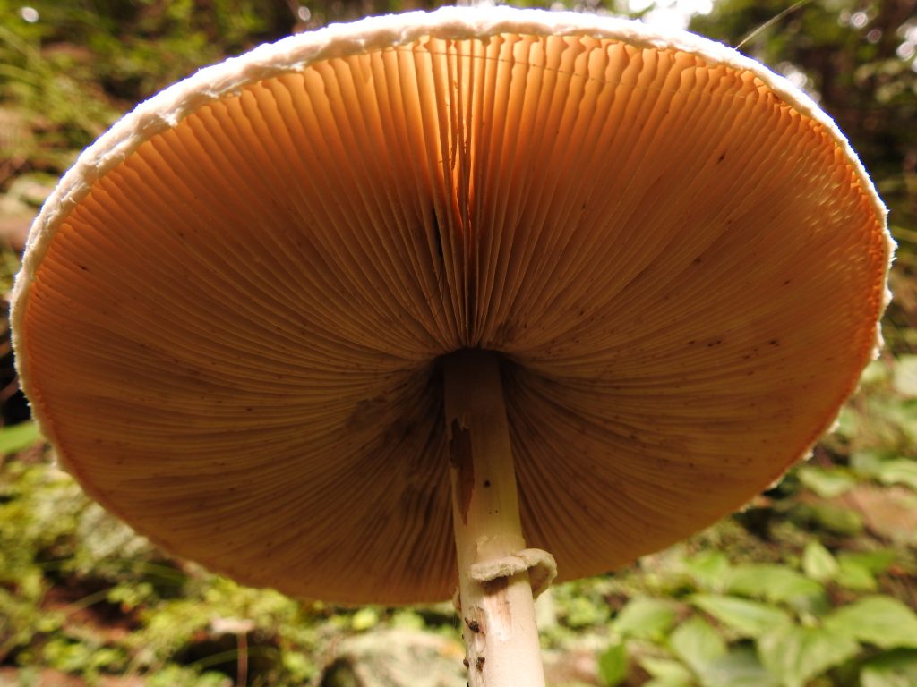 Wonders of the Himalayan Mushrooms - A Comprehensive Guide