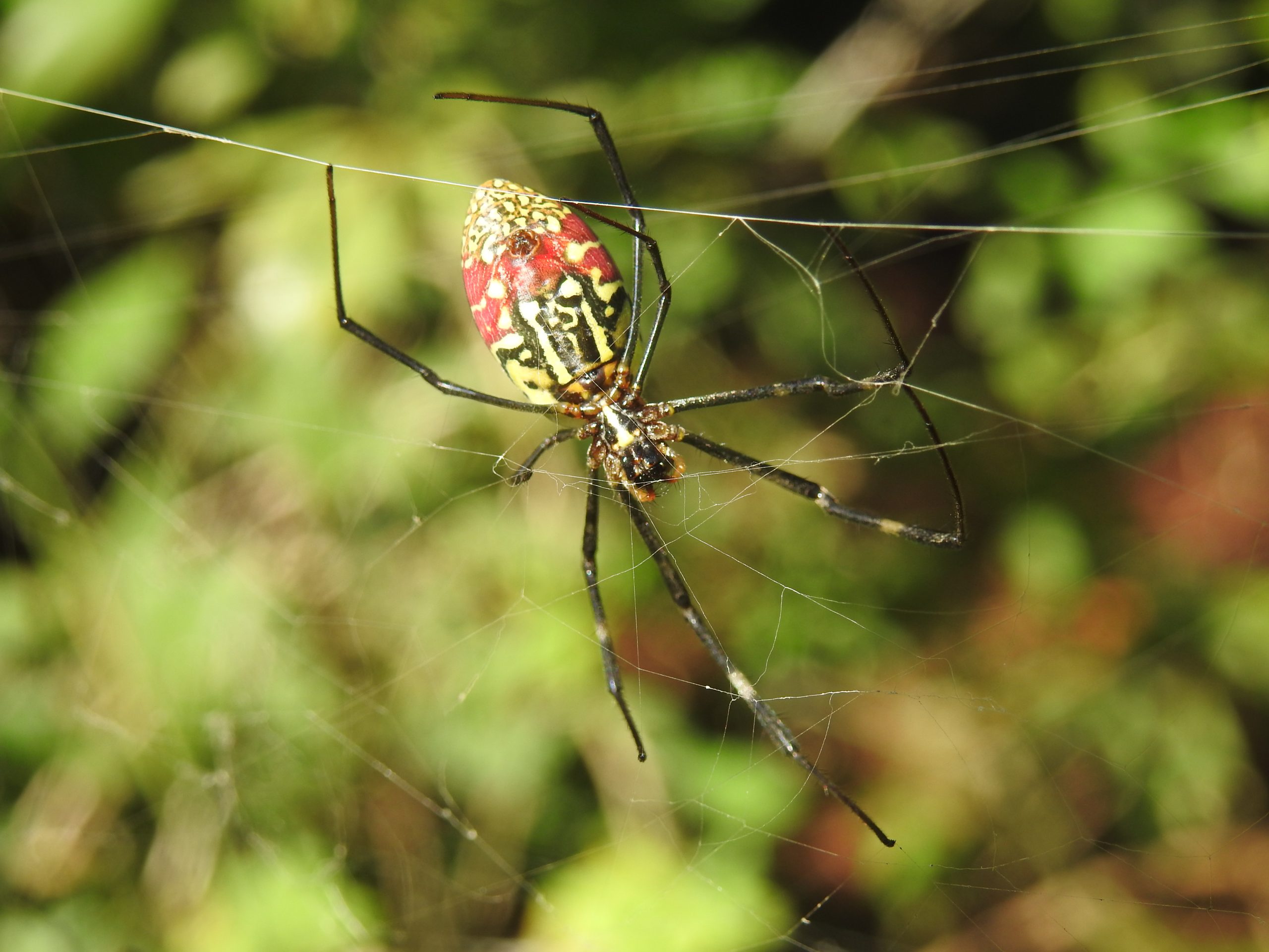 Spider web