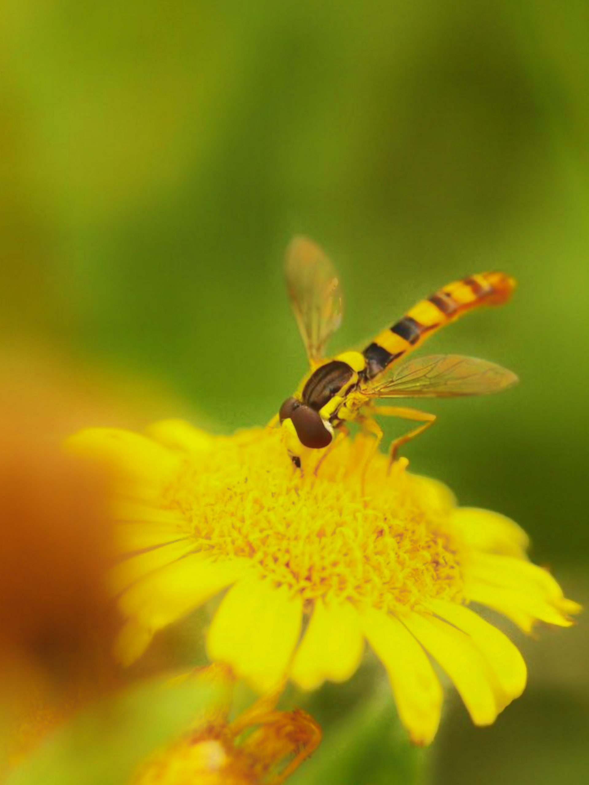 Honey Bee Close-up