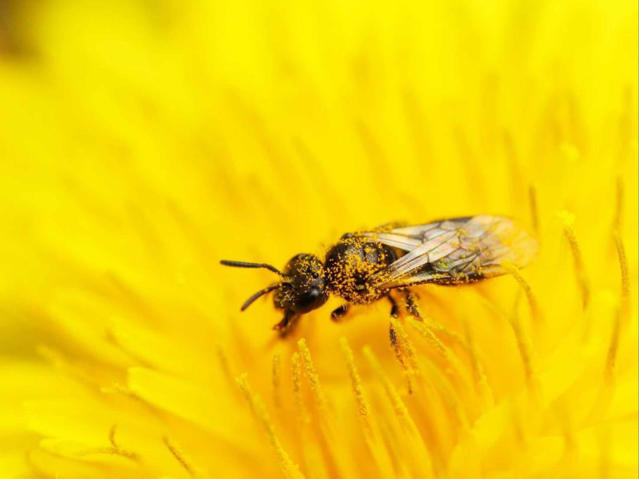 Honeybee Closeup