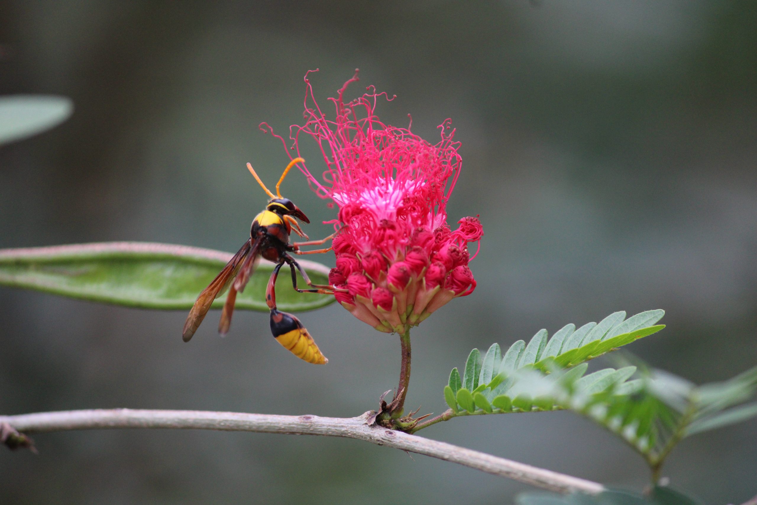 Hornet on flower