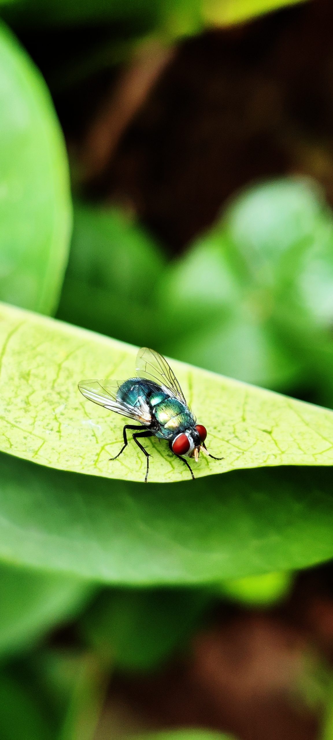 Housefly on leaf