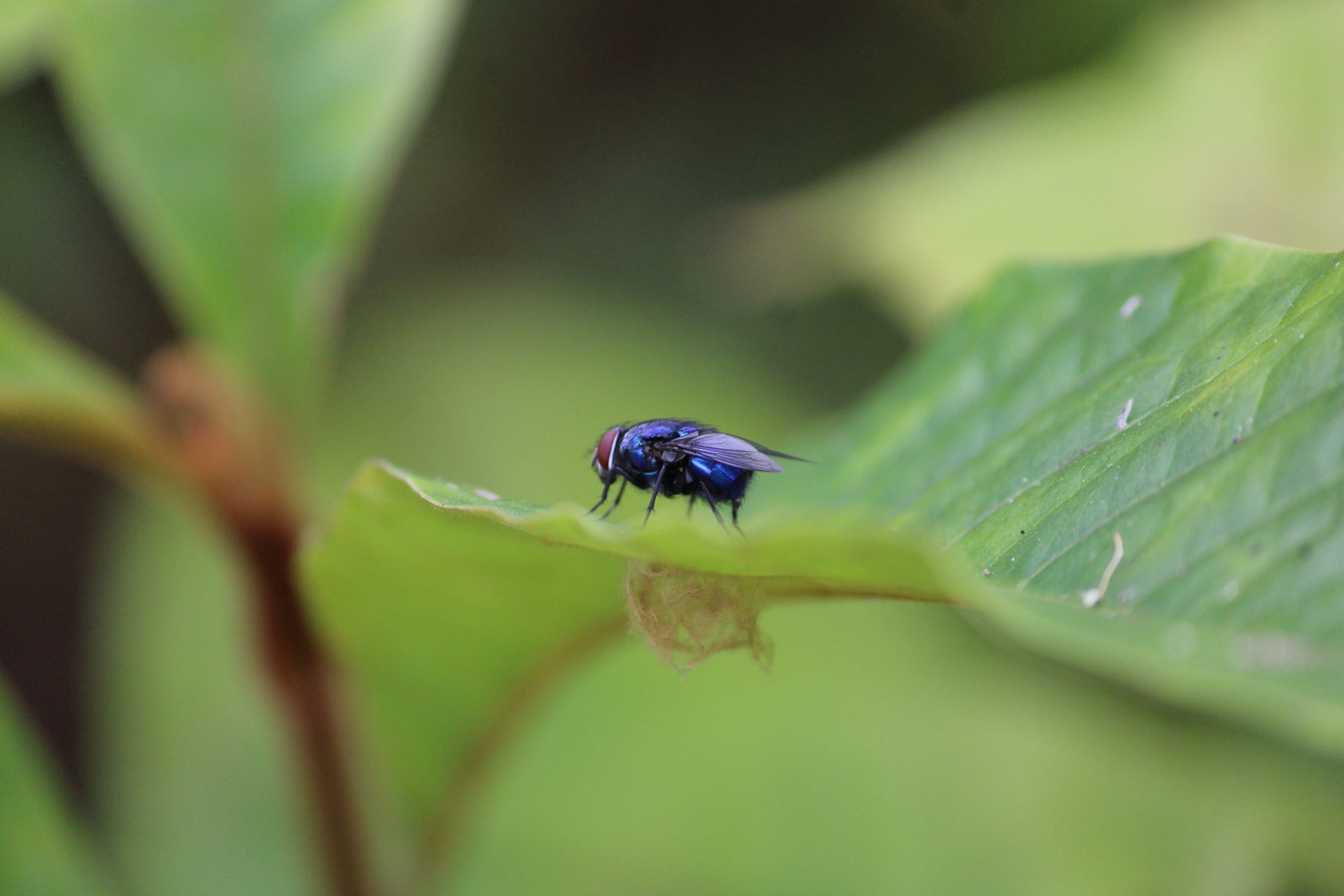 Housefly on leaf