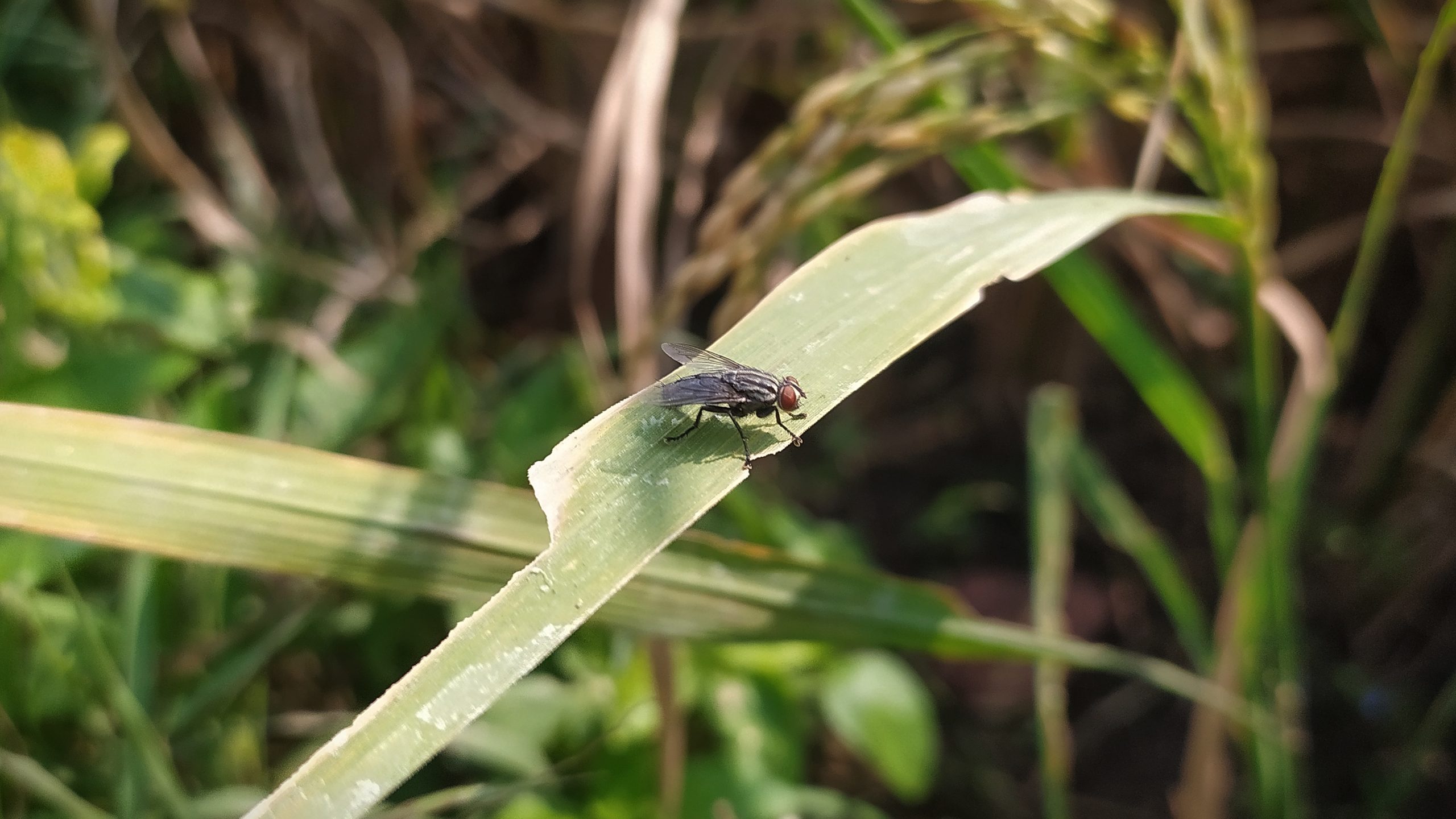 fly on a leaf