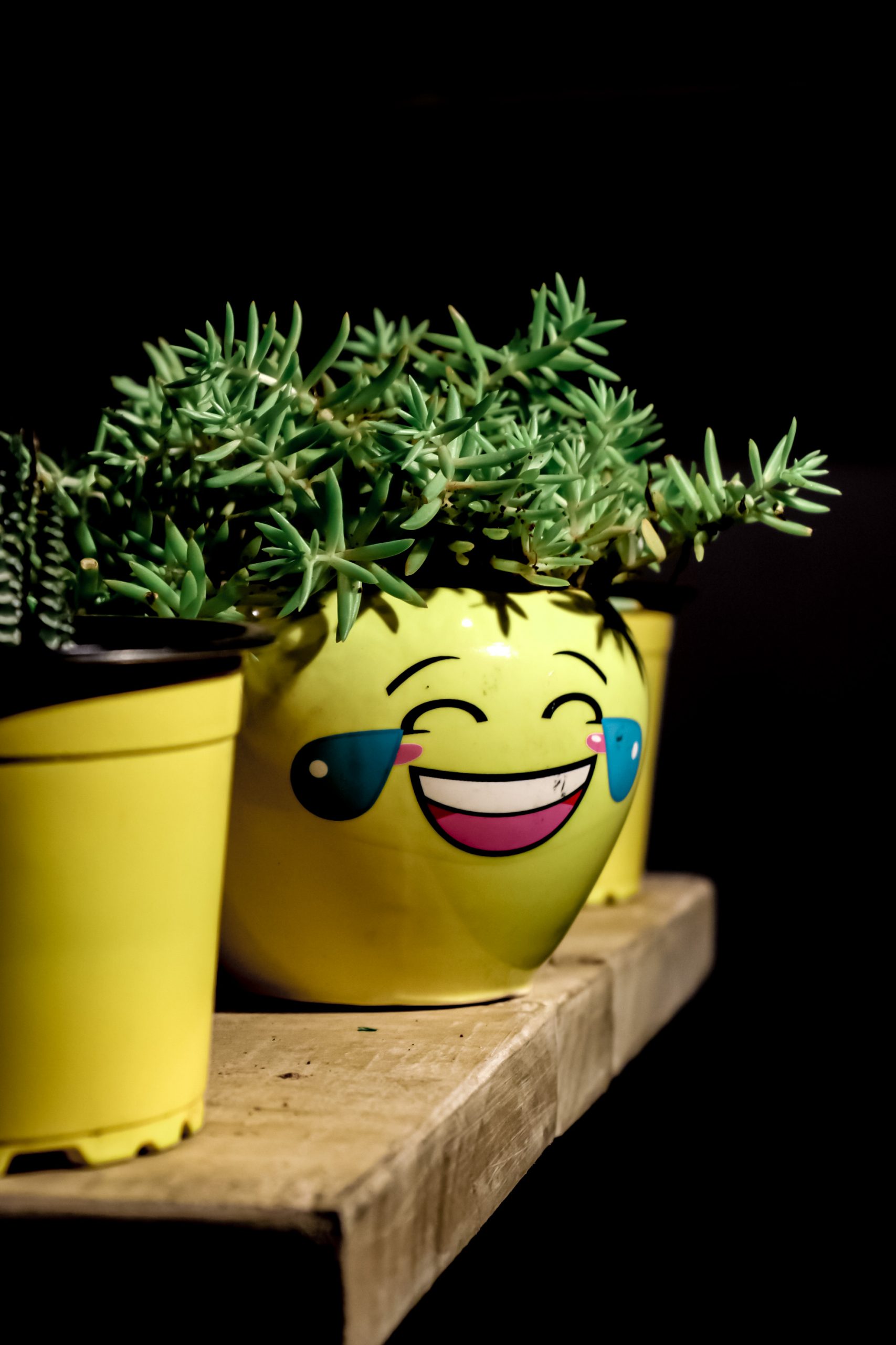 Houseplants in emoji pots
