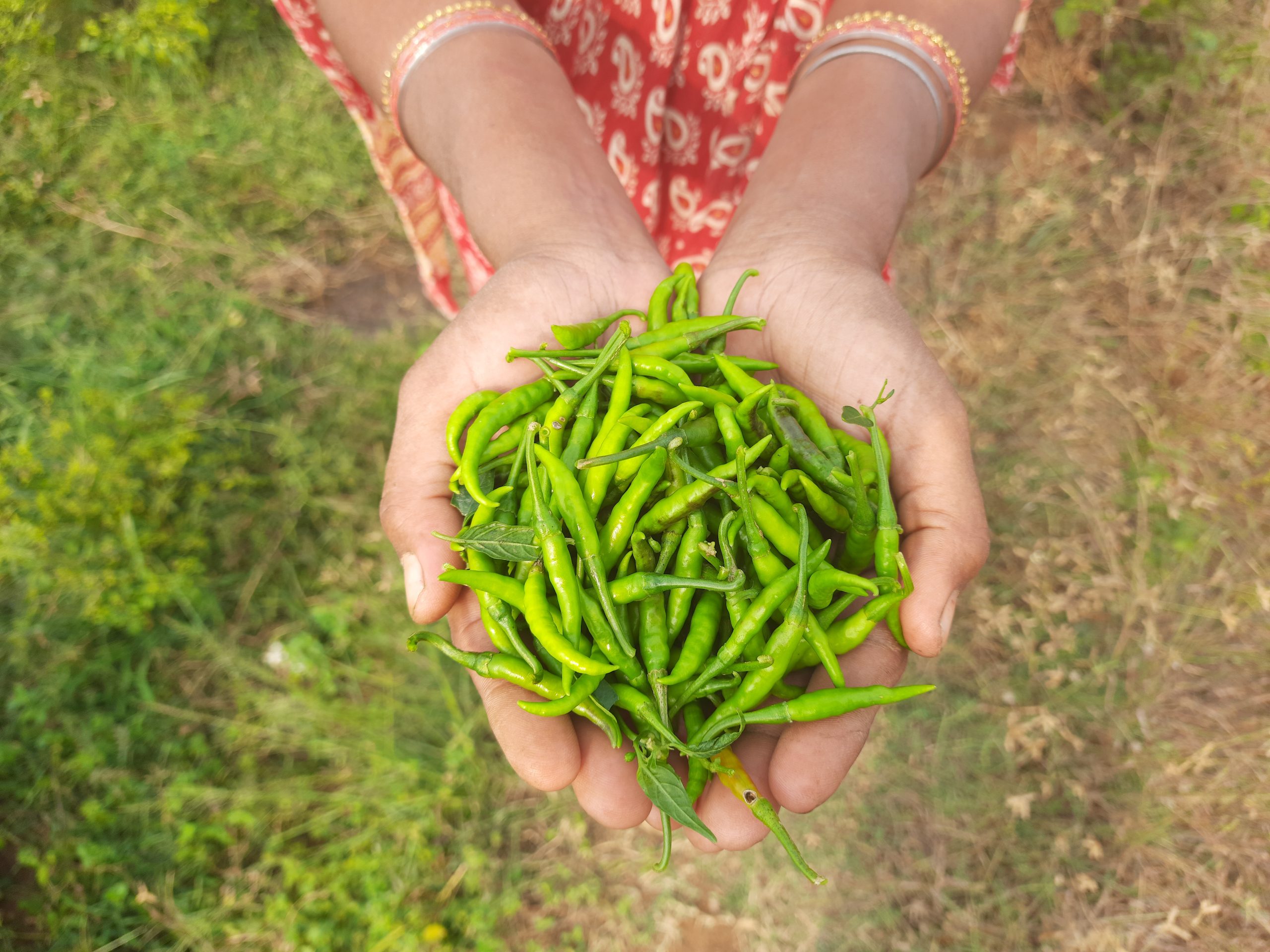 green chillies in hand
