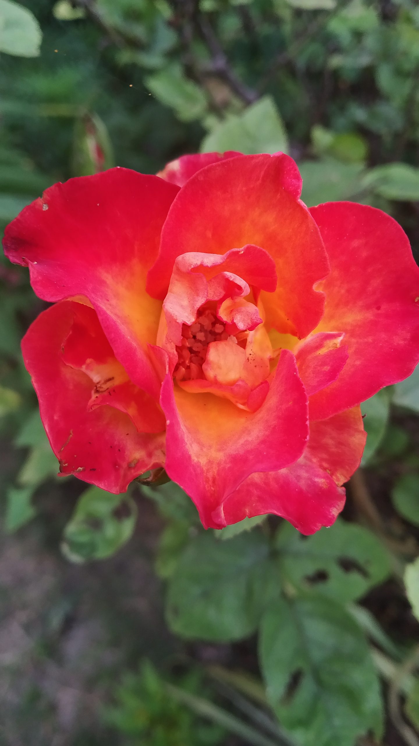 Hybrid tea rose Close-up