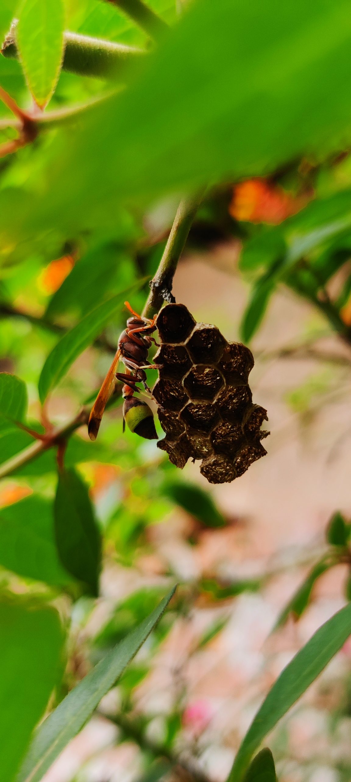 Nest of Ropalidia fly