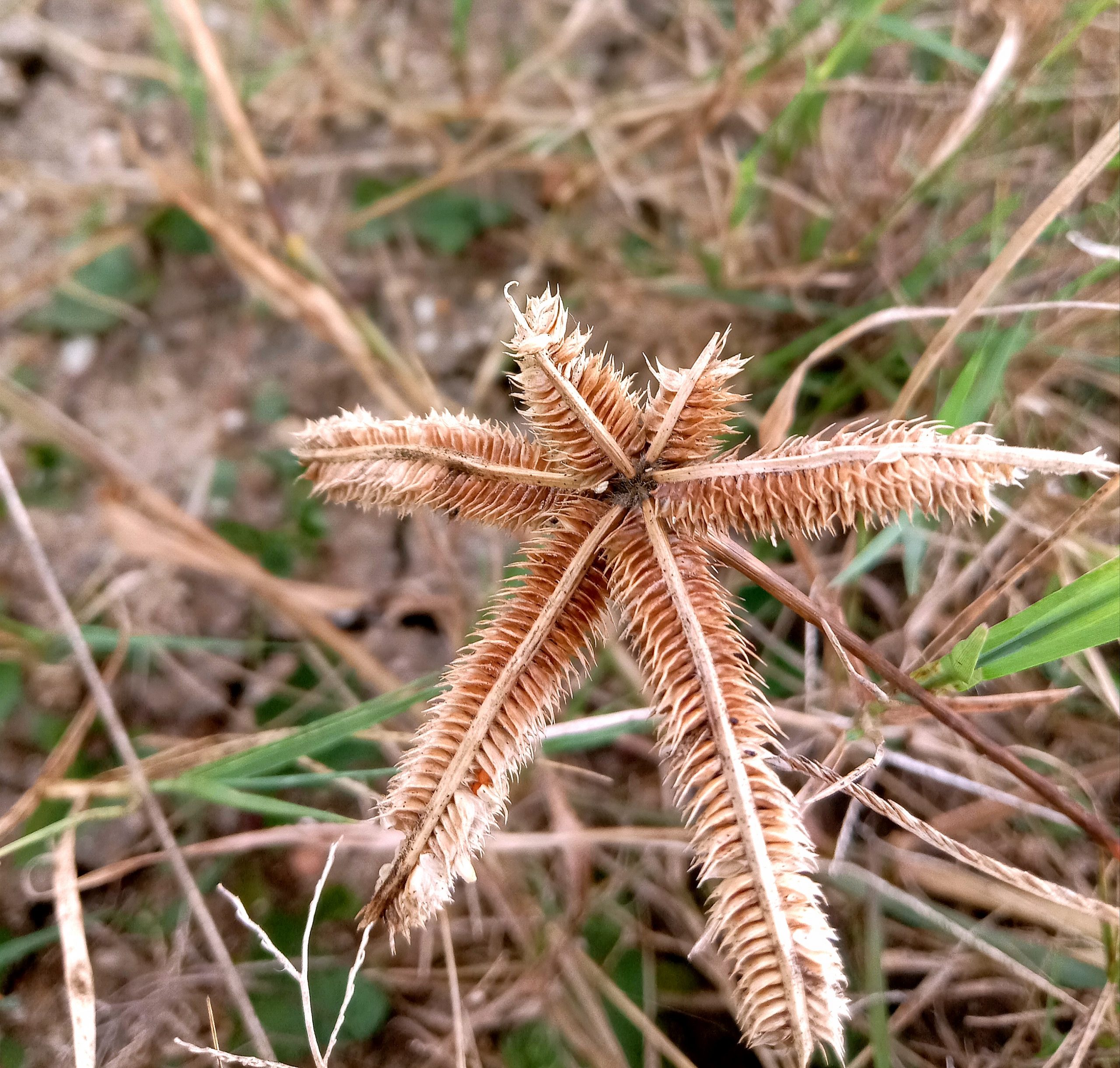 Texture of a plant leaves