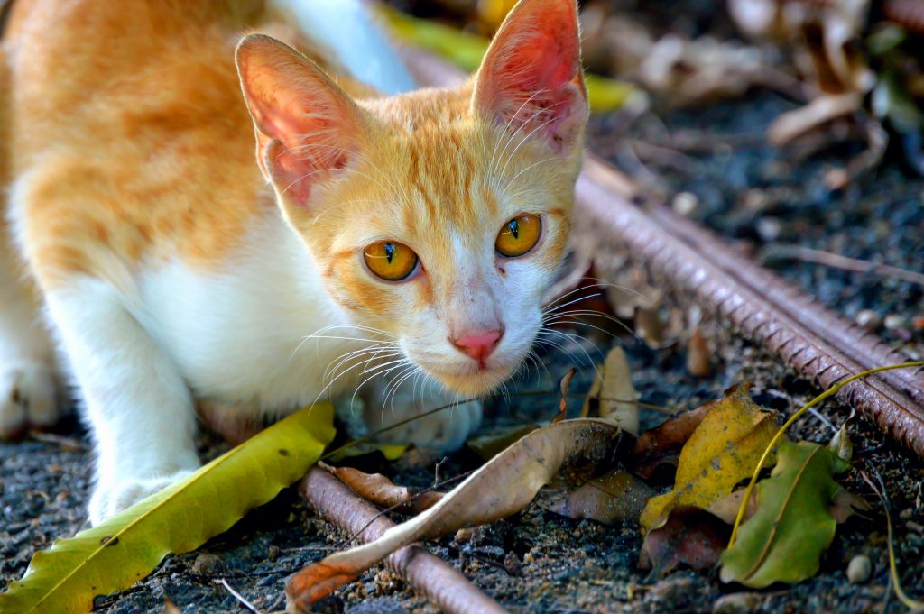 India, Ginger Cat Free Image by Bijju_moments on