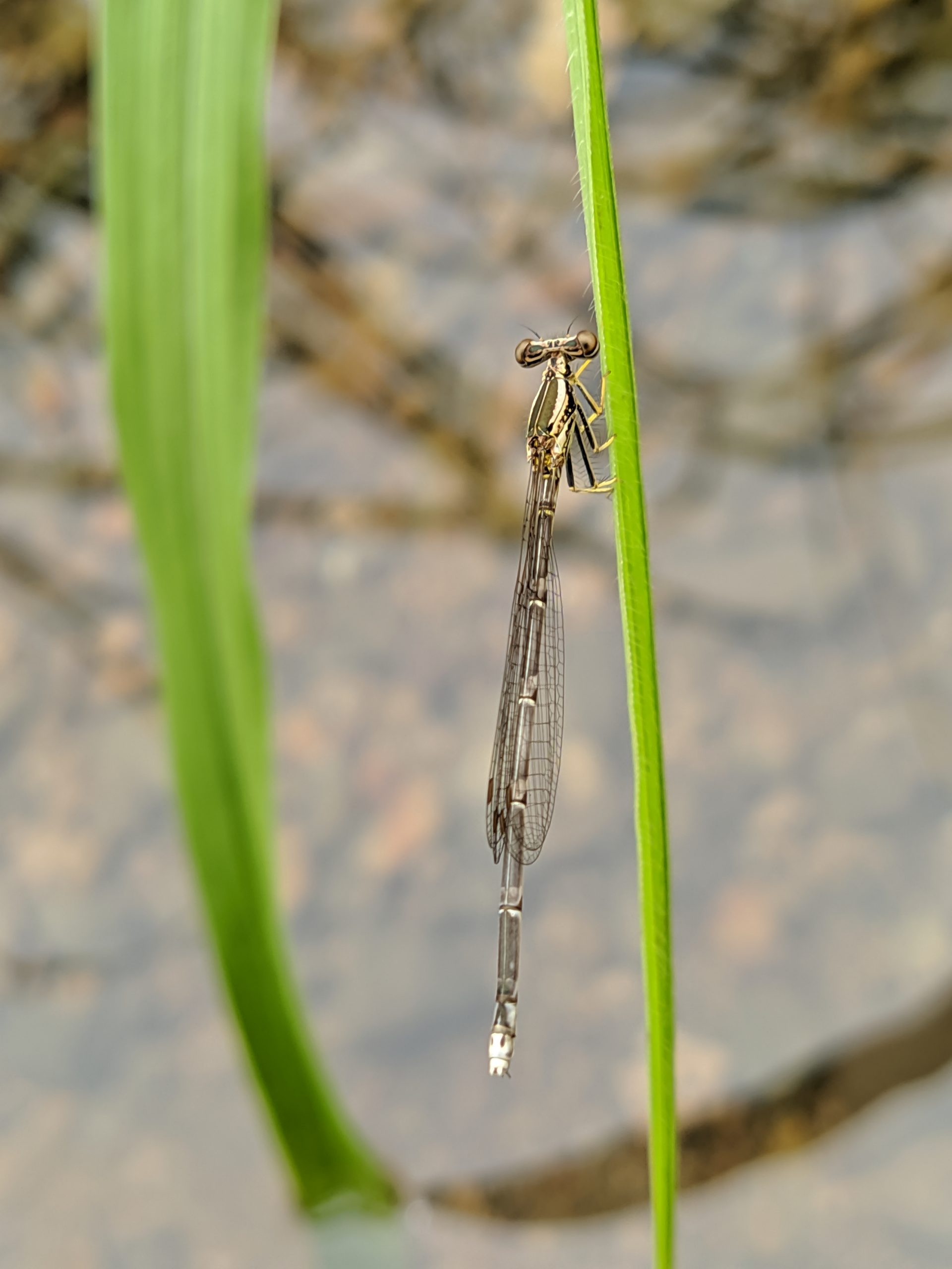 dragonfly on a leaf