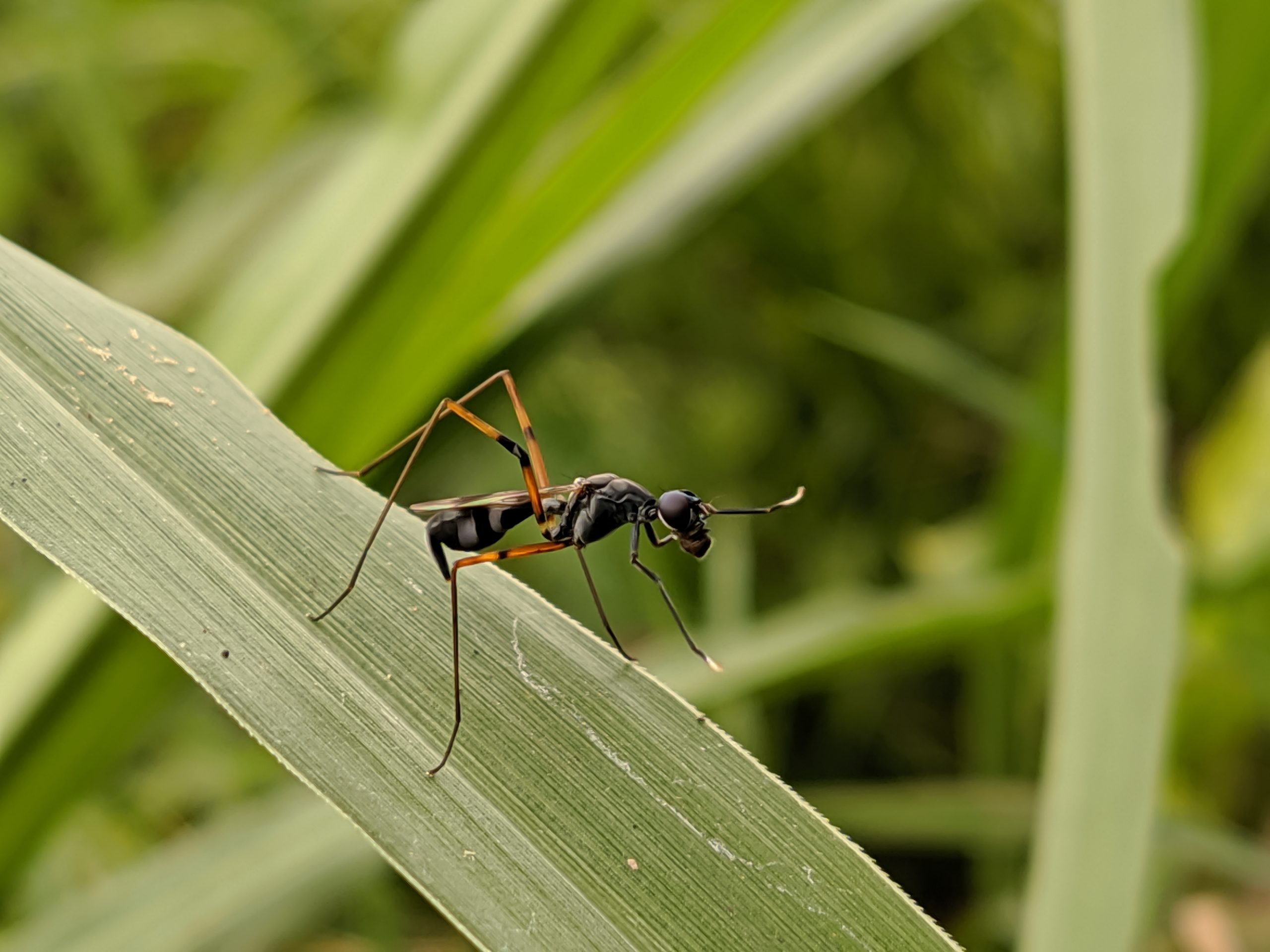 Insect on leaf