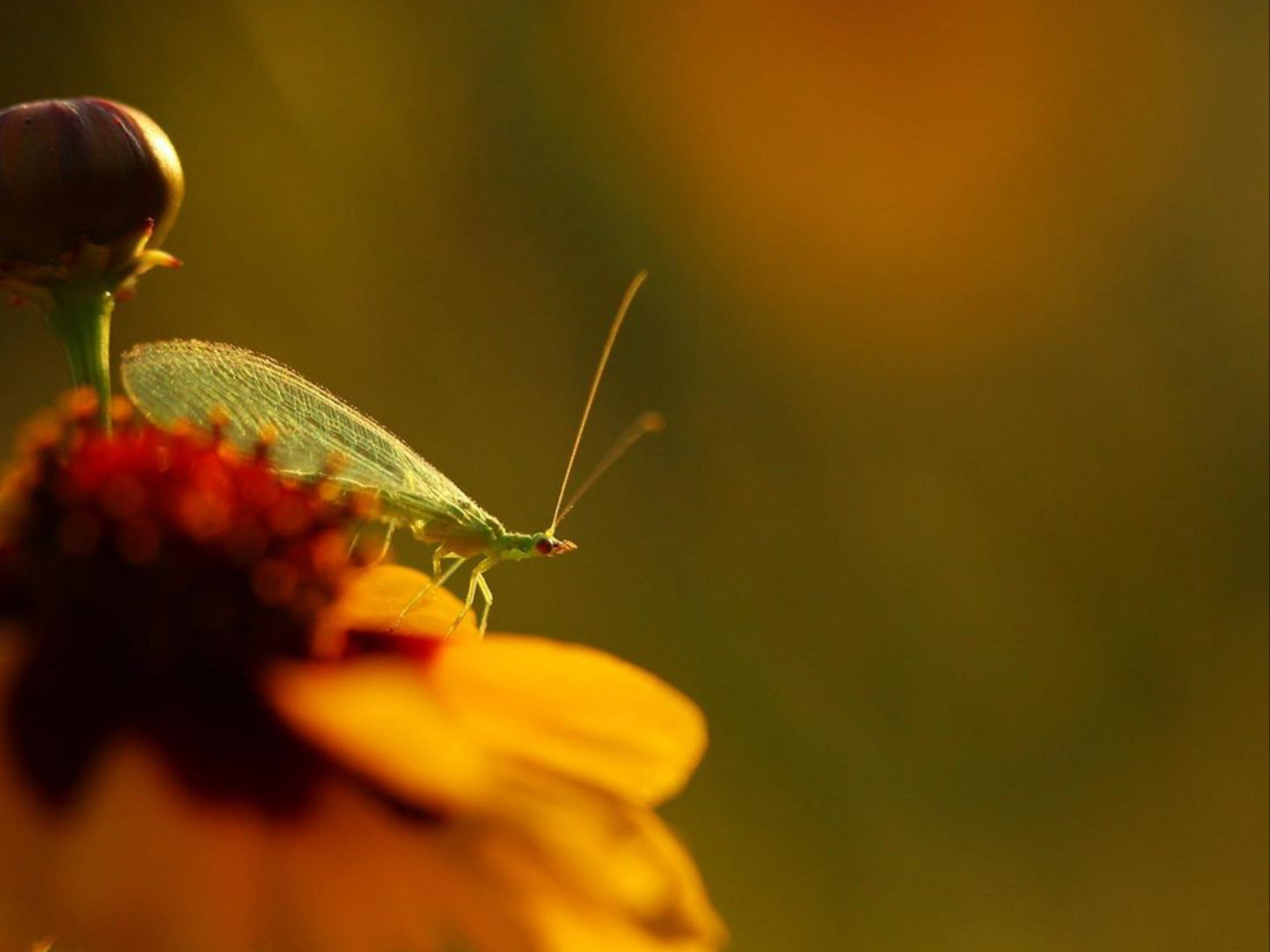 insect on a flower