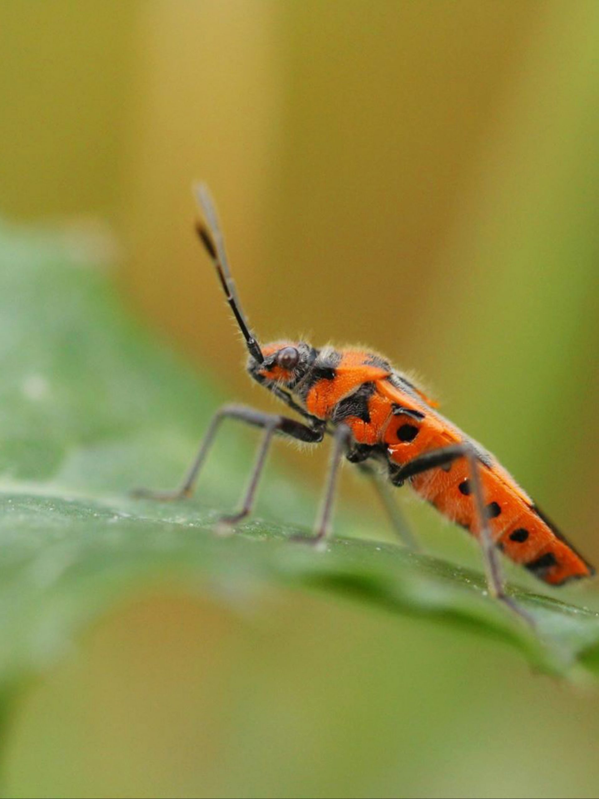 Beetle on leaf