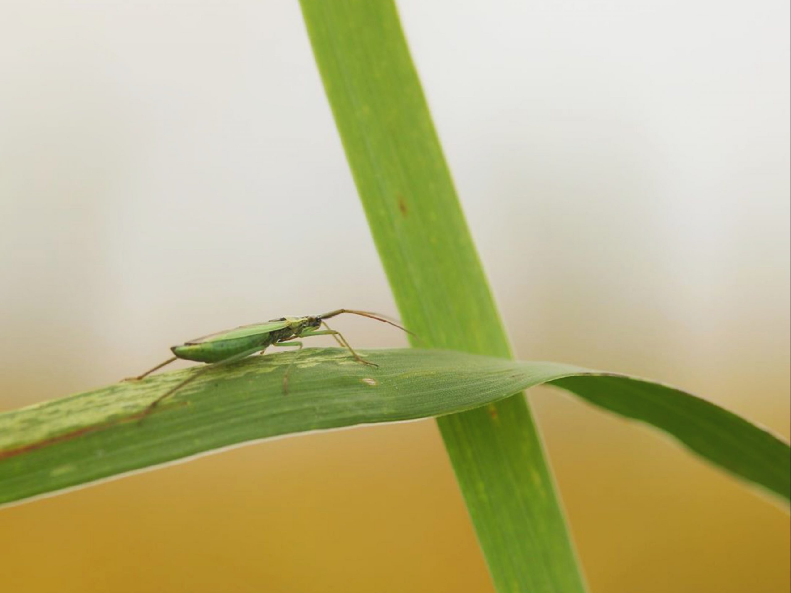 Beetle on leaf