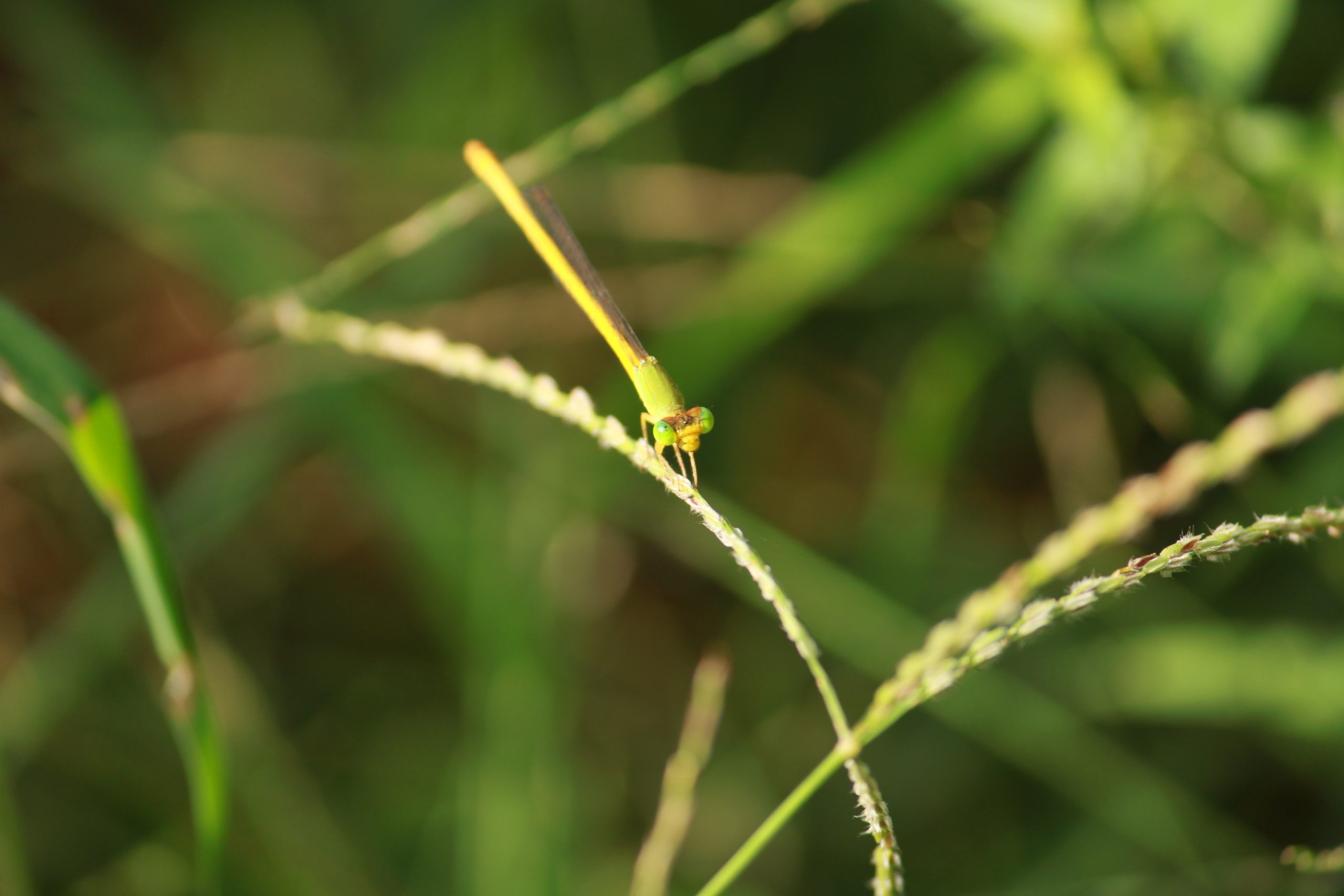 close-up of a dragonfly