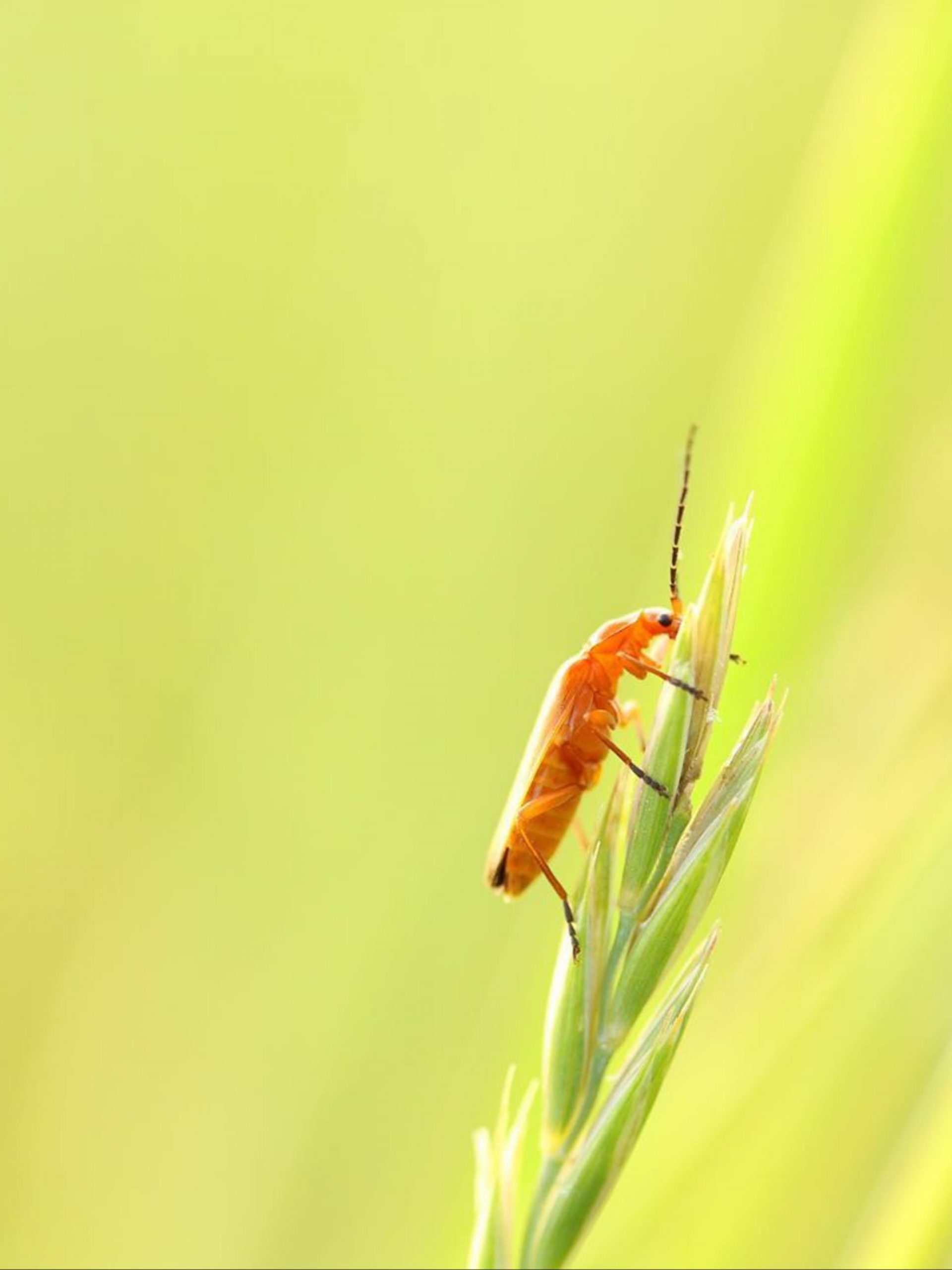 Beetle on leaf