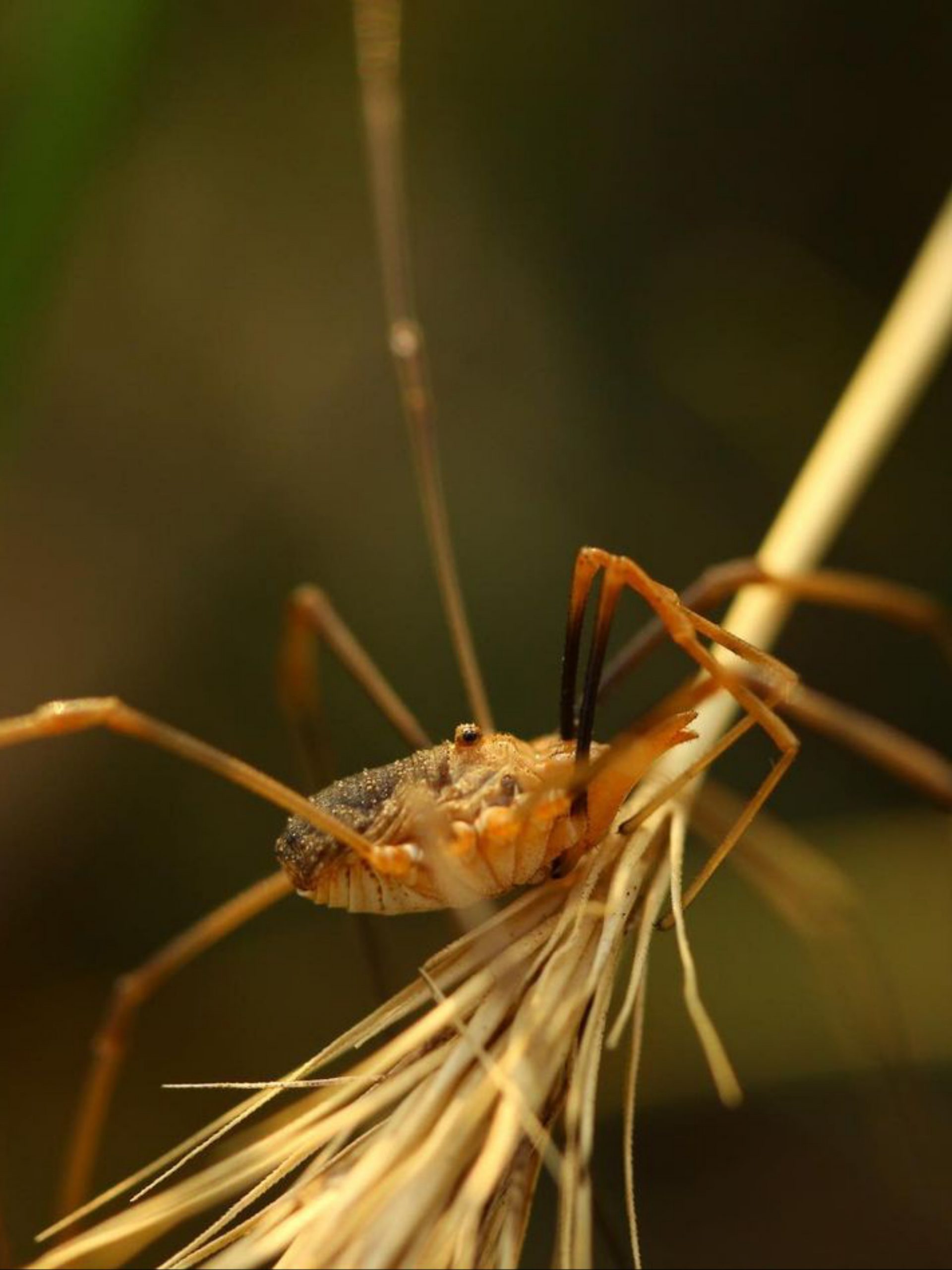 insect on a twig