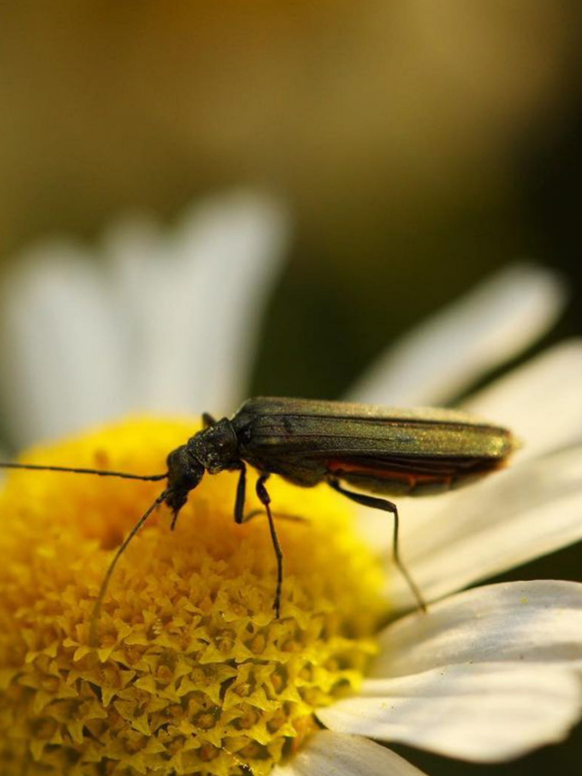 insect on a flower