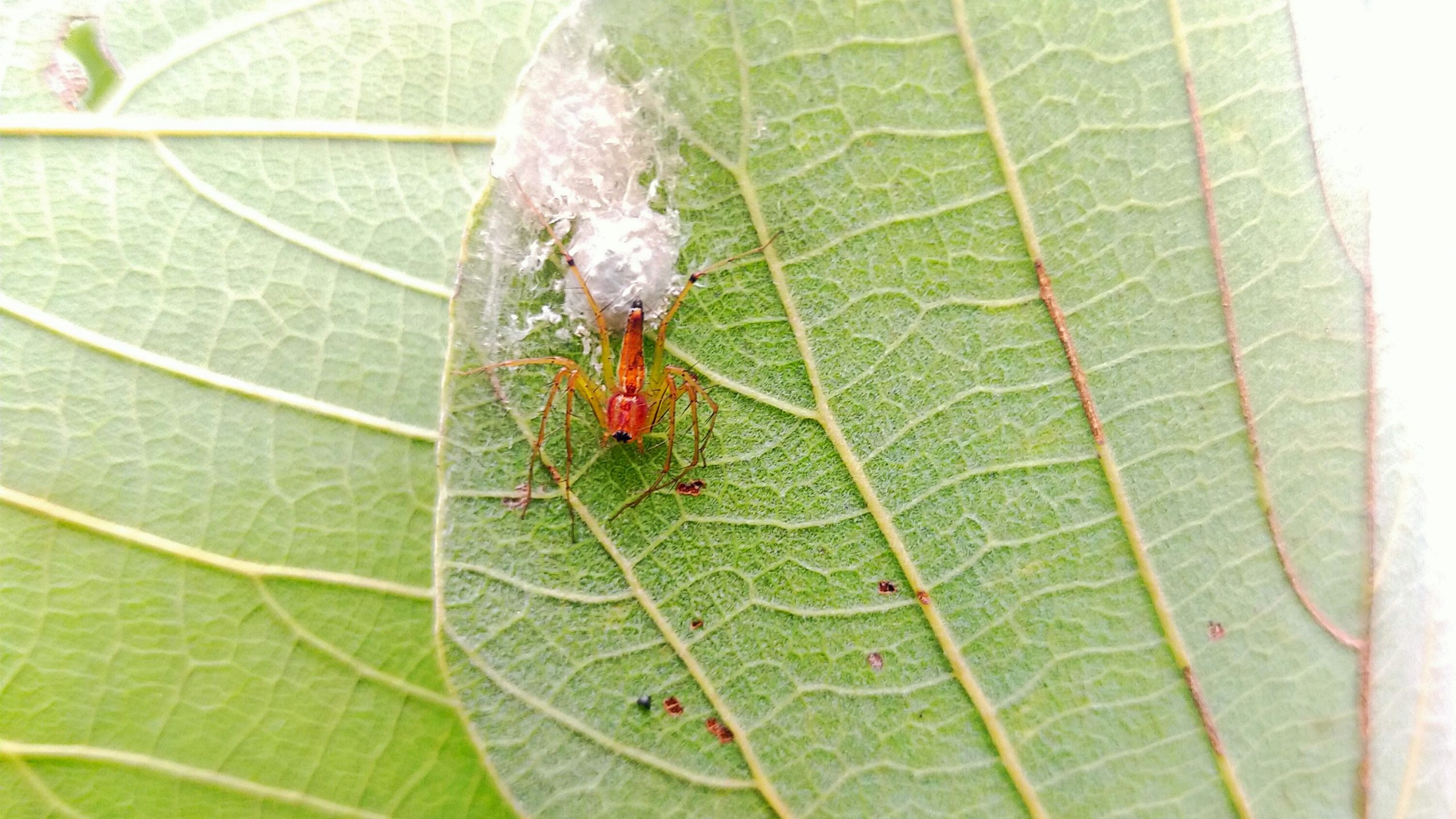 Insect making a nest