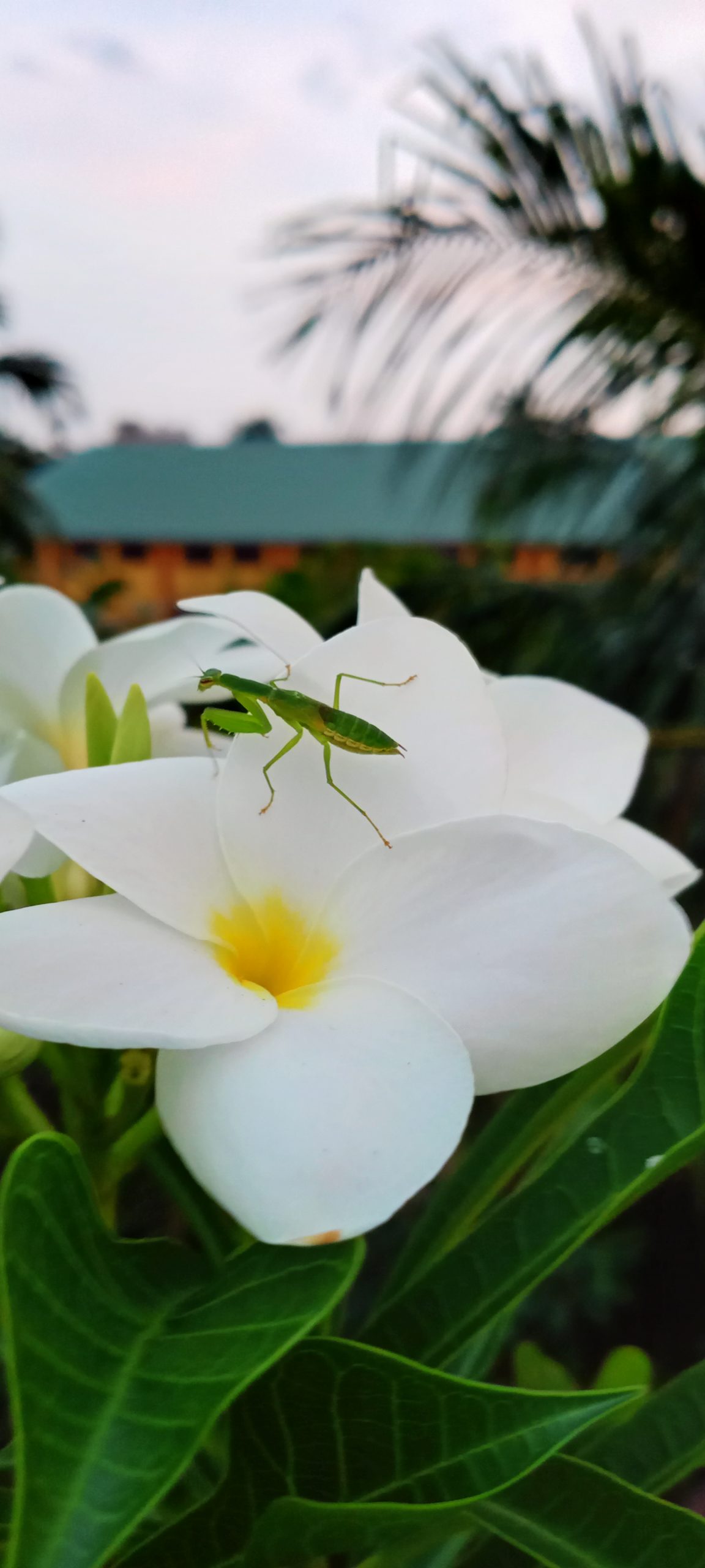 insect on a flower