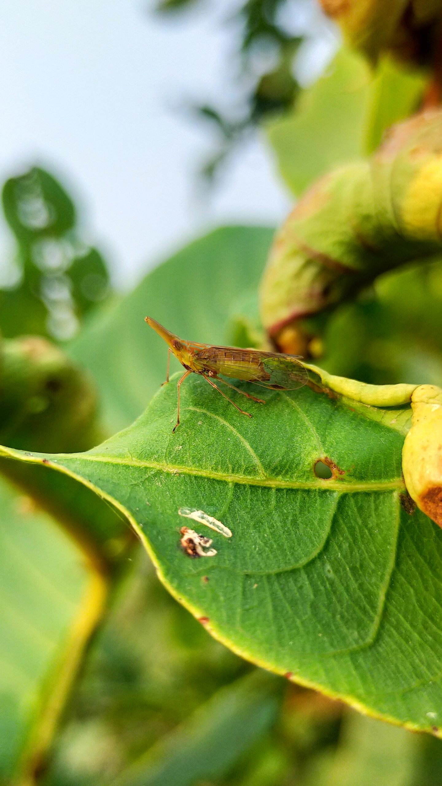 Insect on leaf