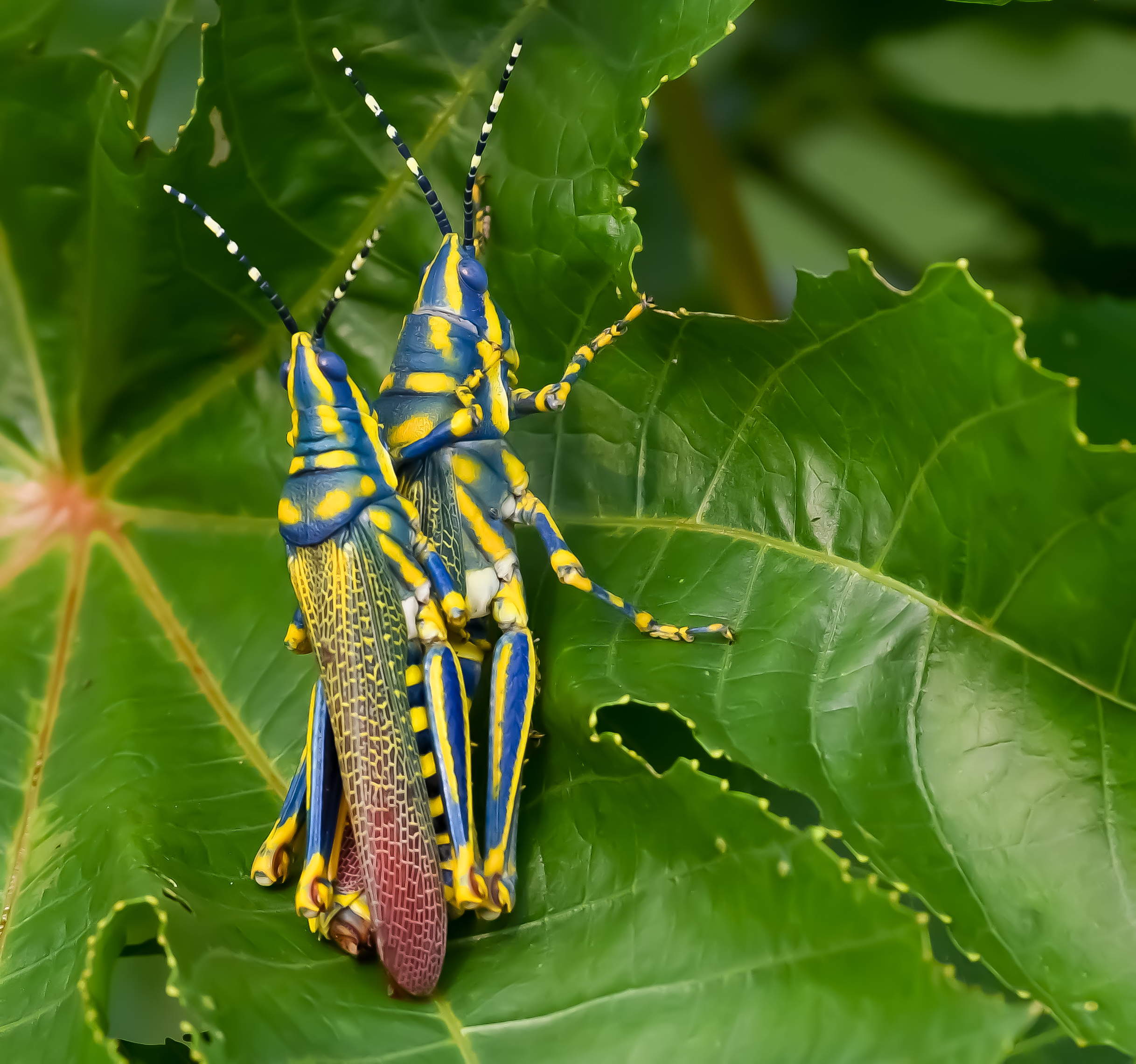 Insects mating