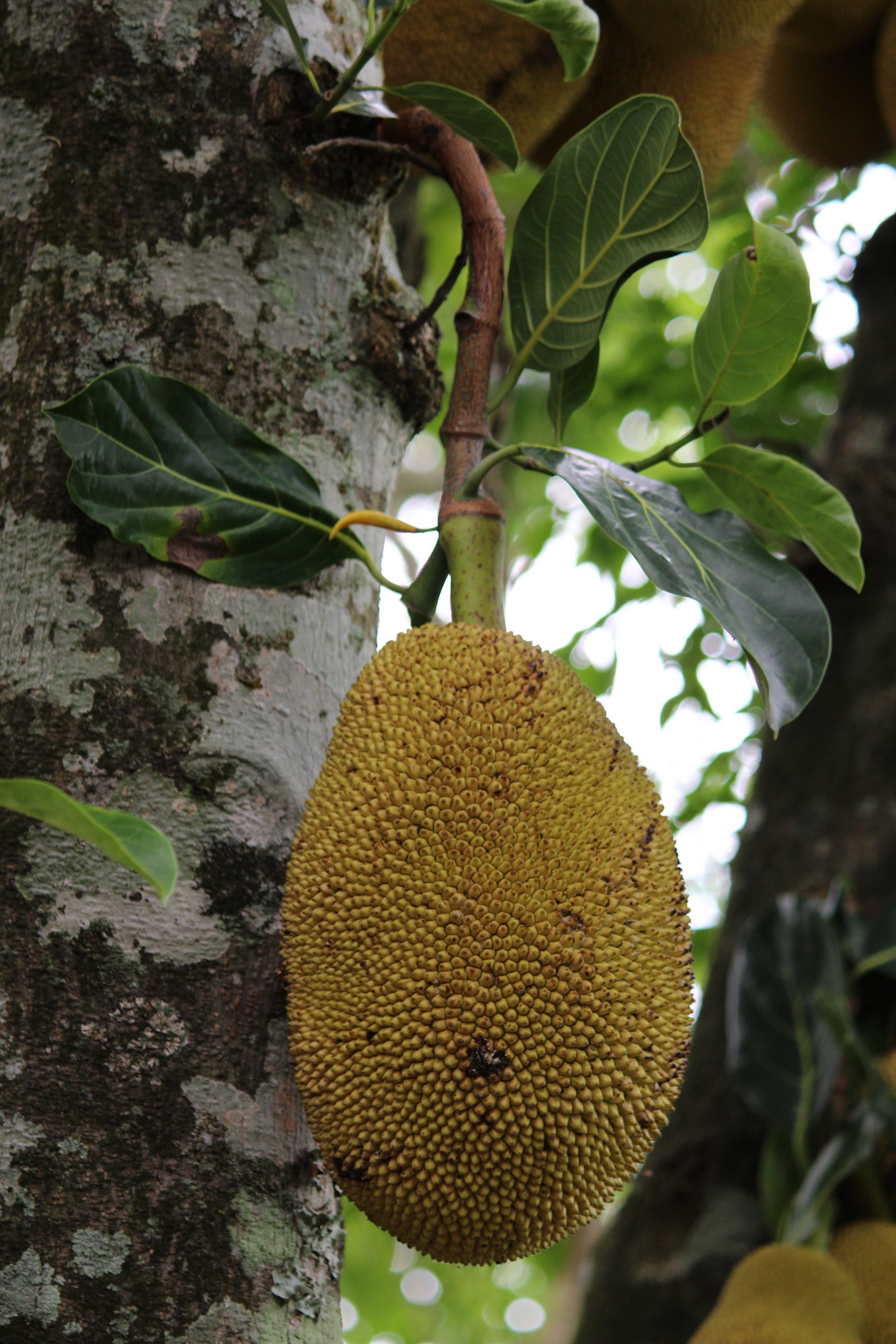 Jack fruit