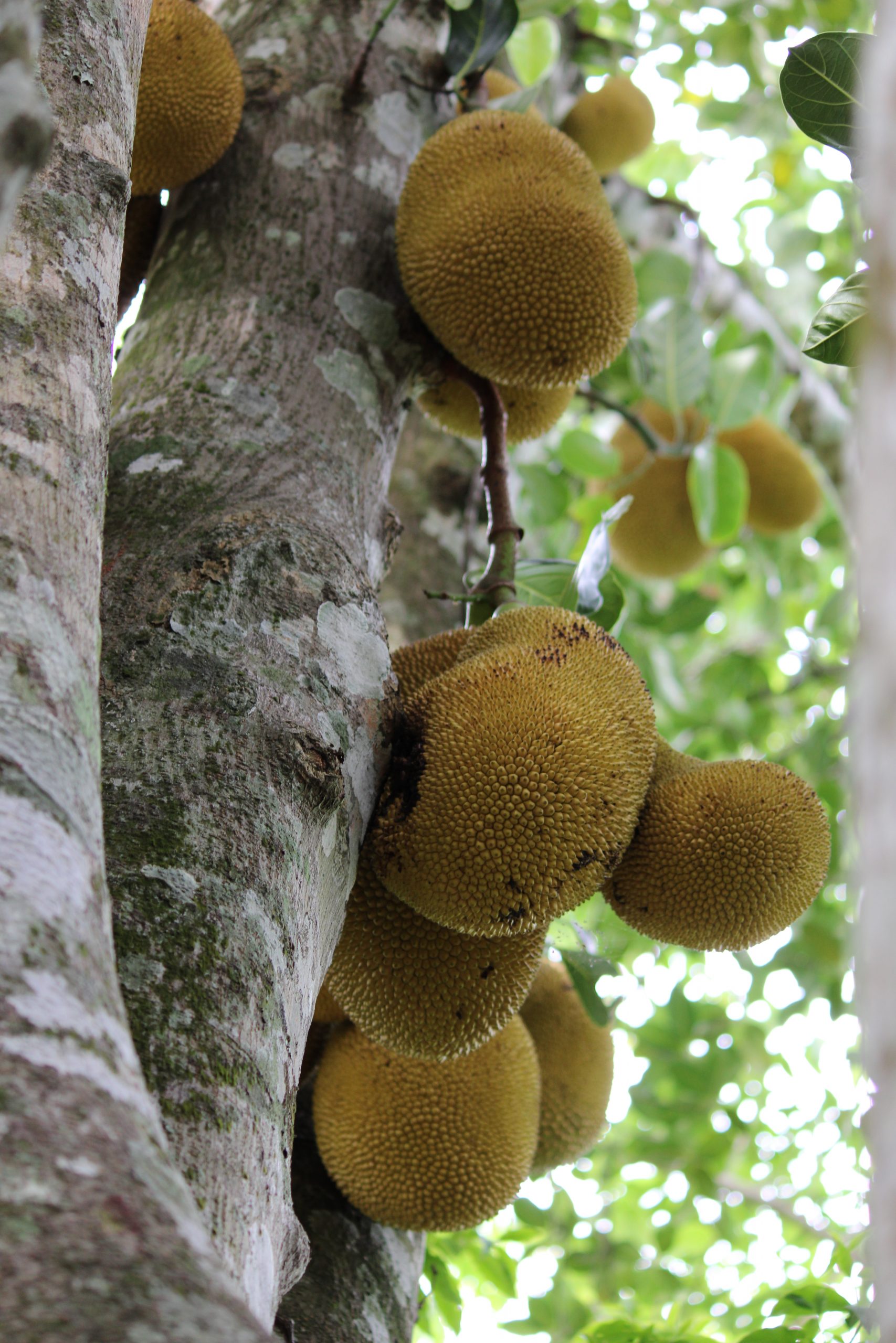 Jackfruit hanging on a tree