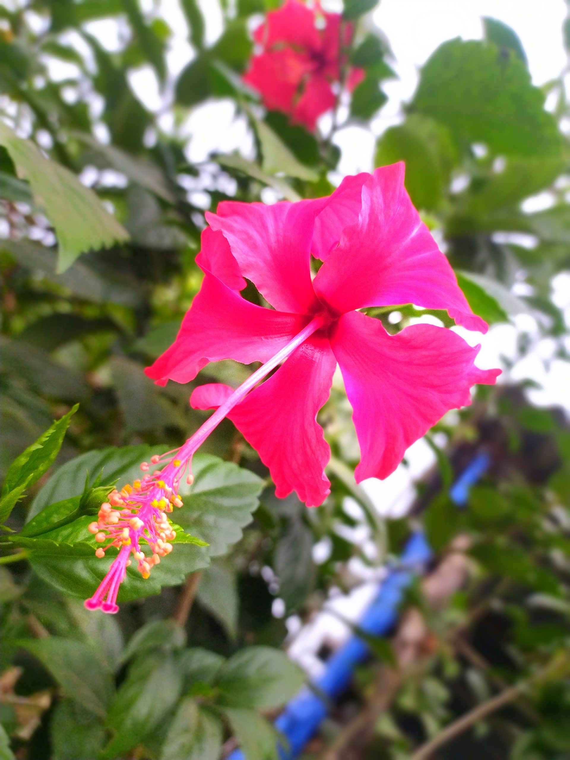 Hibiscus Flower Close-up