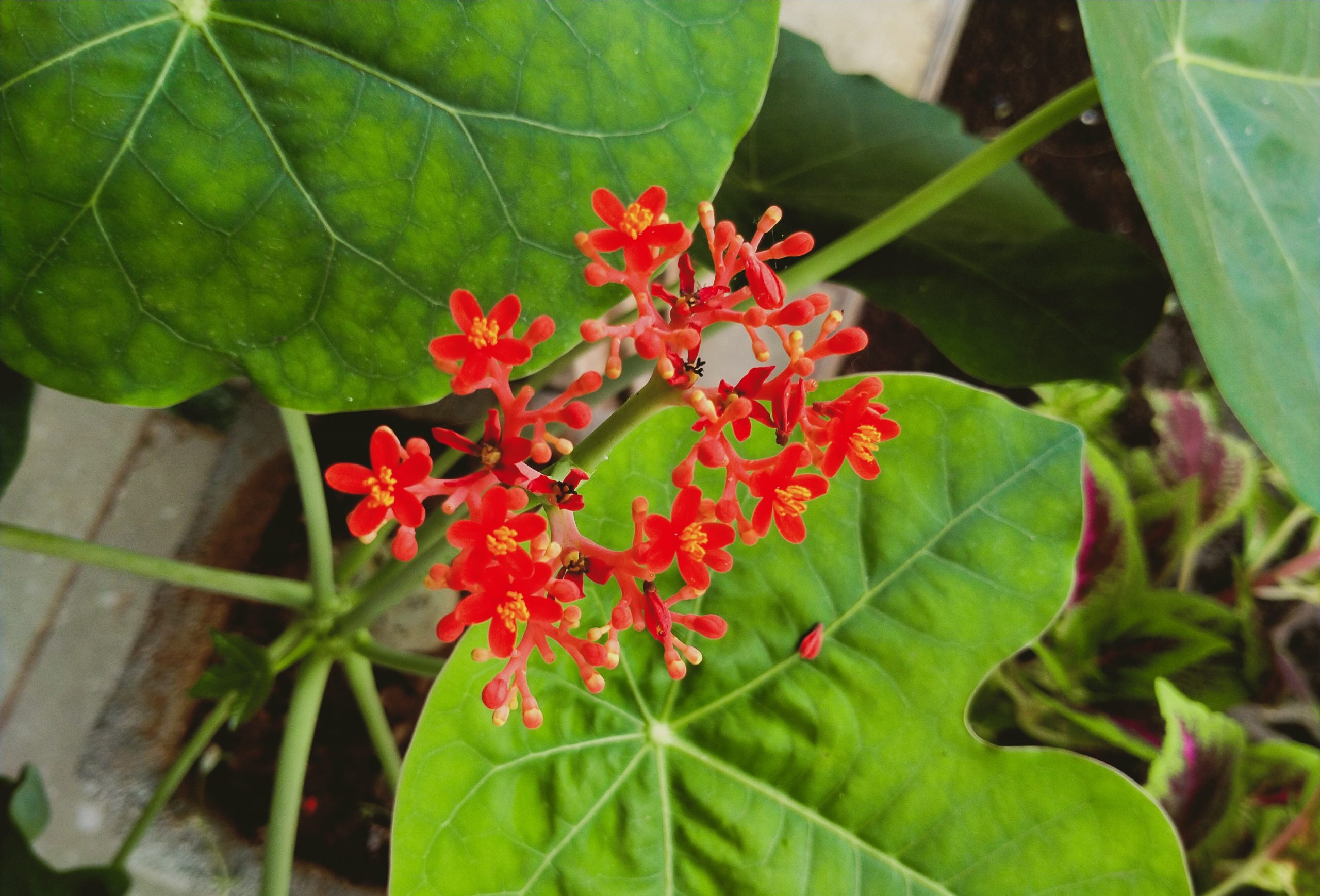 Flowering plant