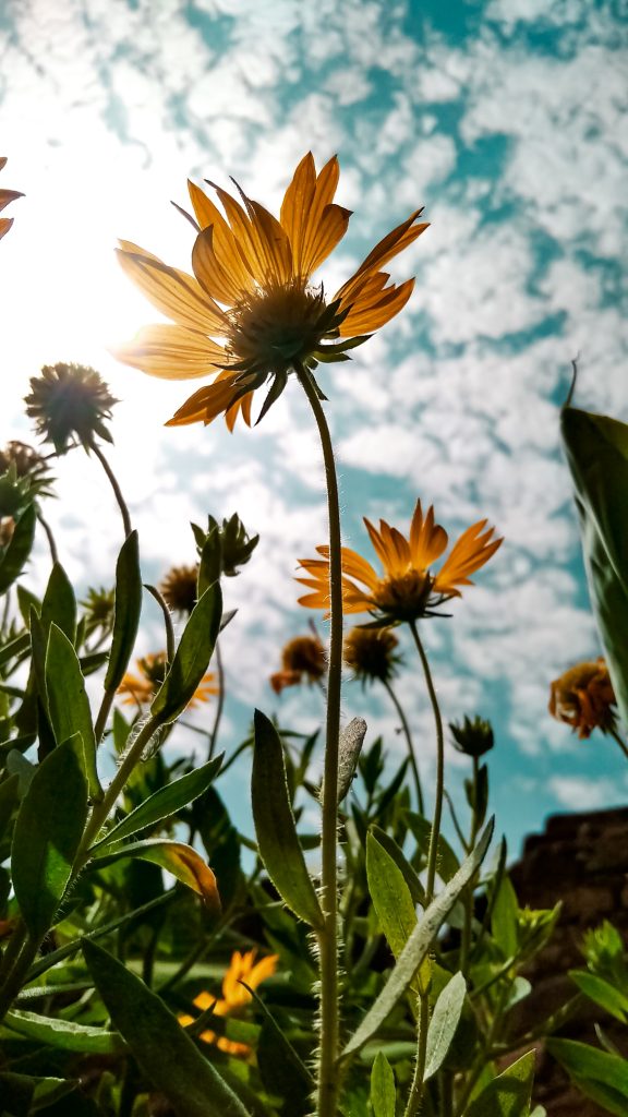 Kanpur uttar pradesh , Haplopappus flower PixaHive