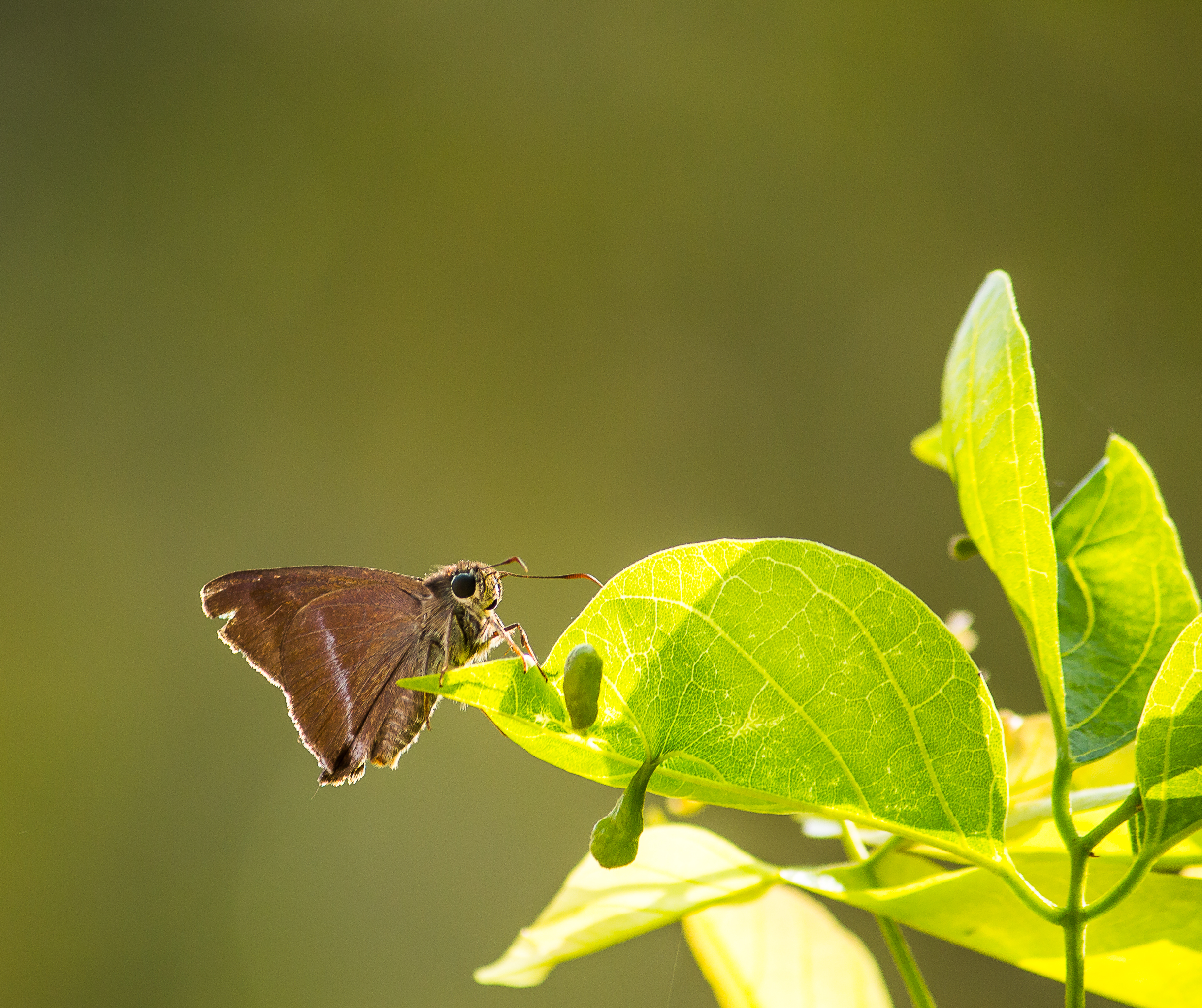 butterfly on leaf