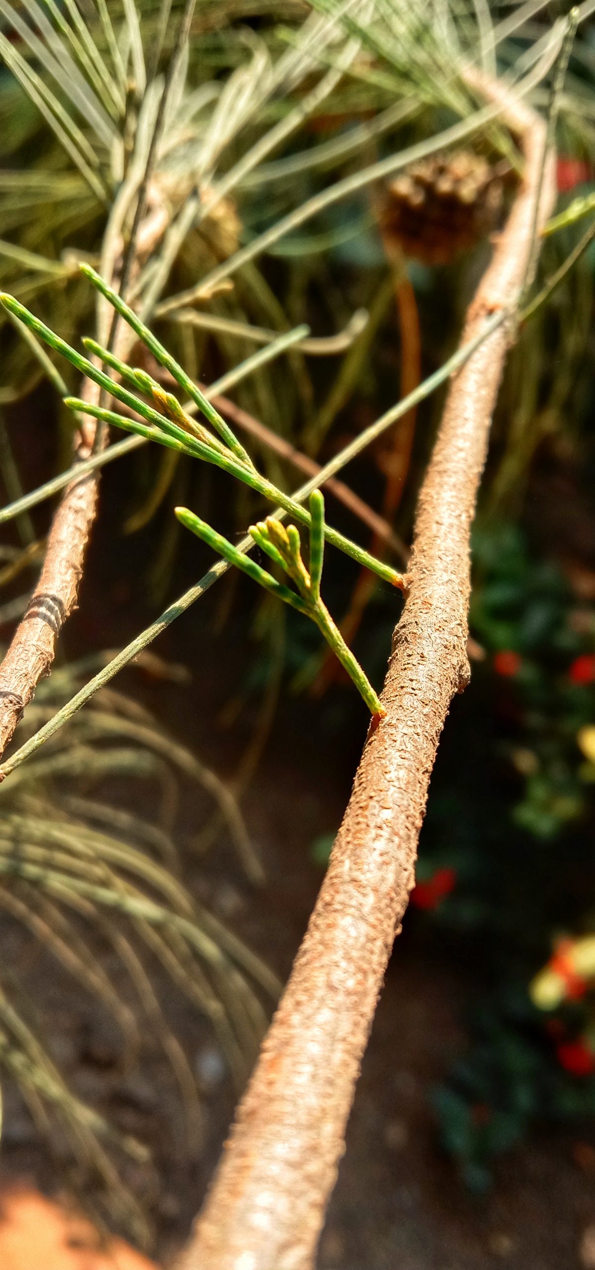 Knobcone pine limb