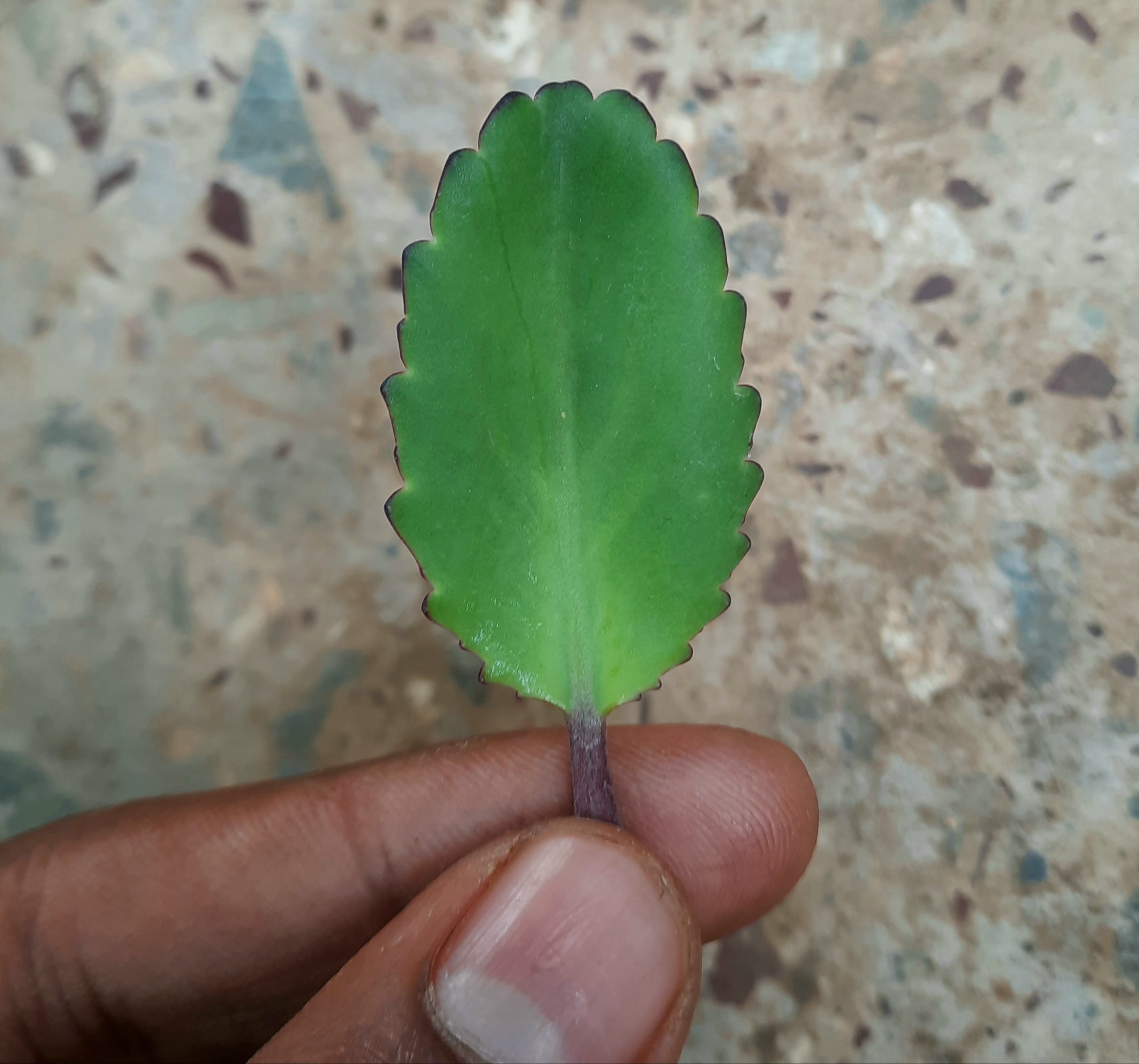 Krishula leaf