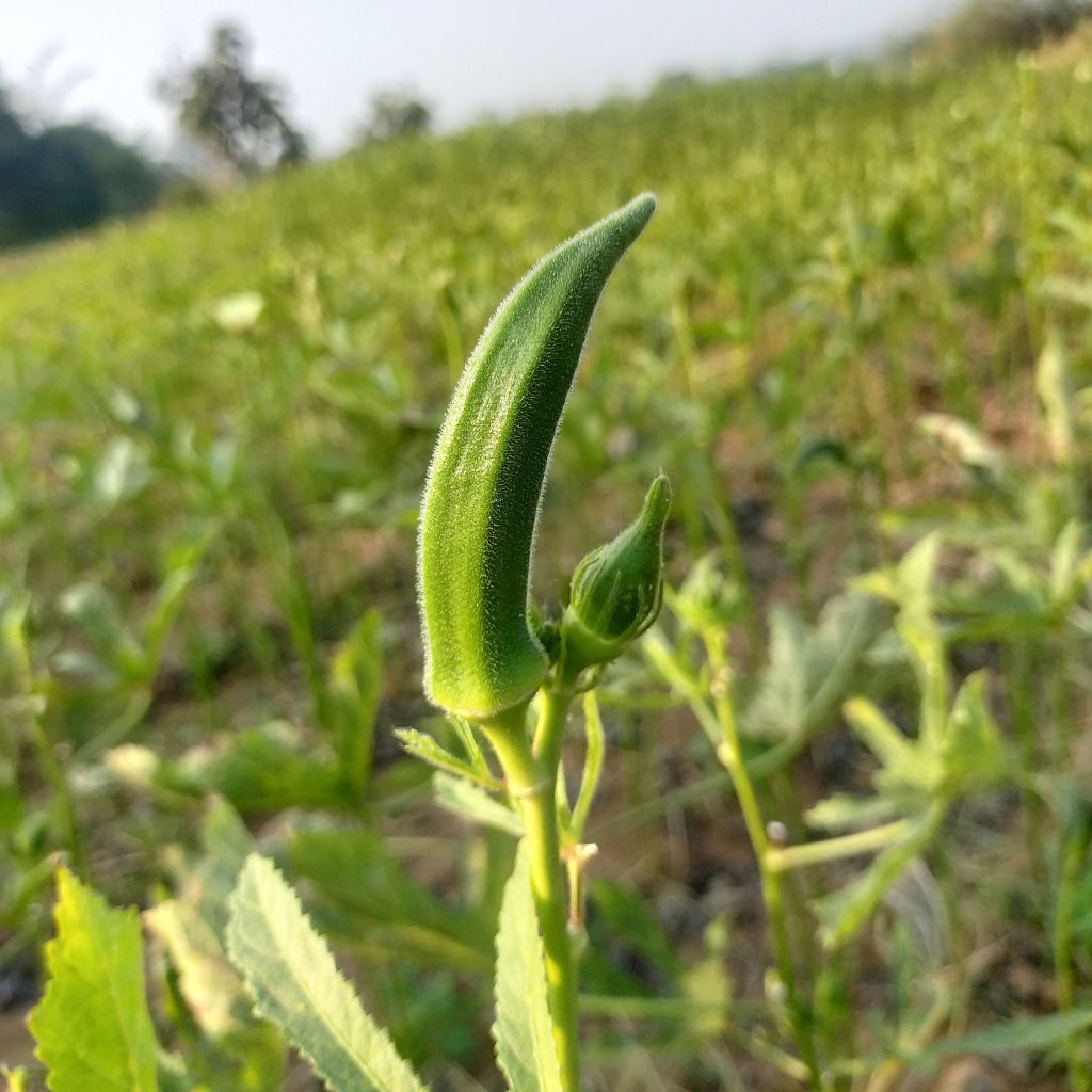 Lady finger on the plant PixaHive