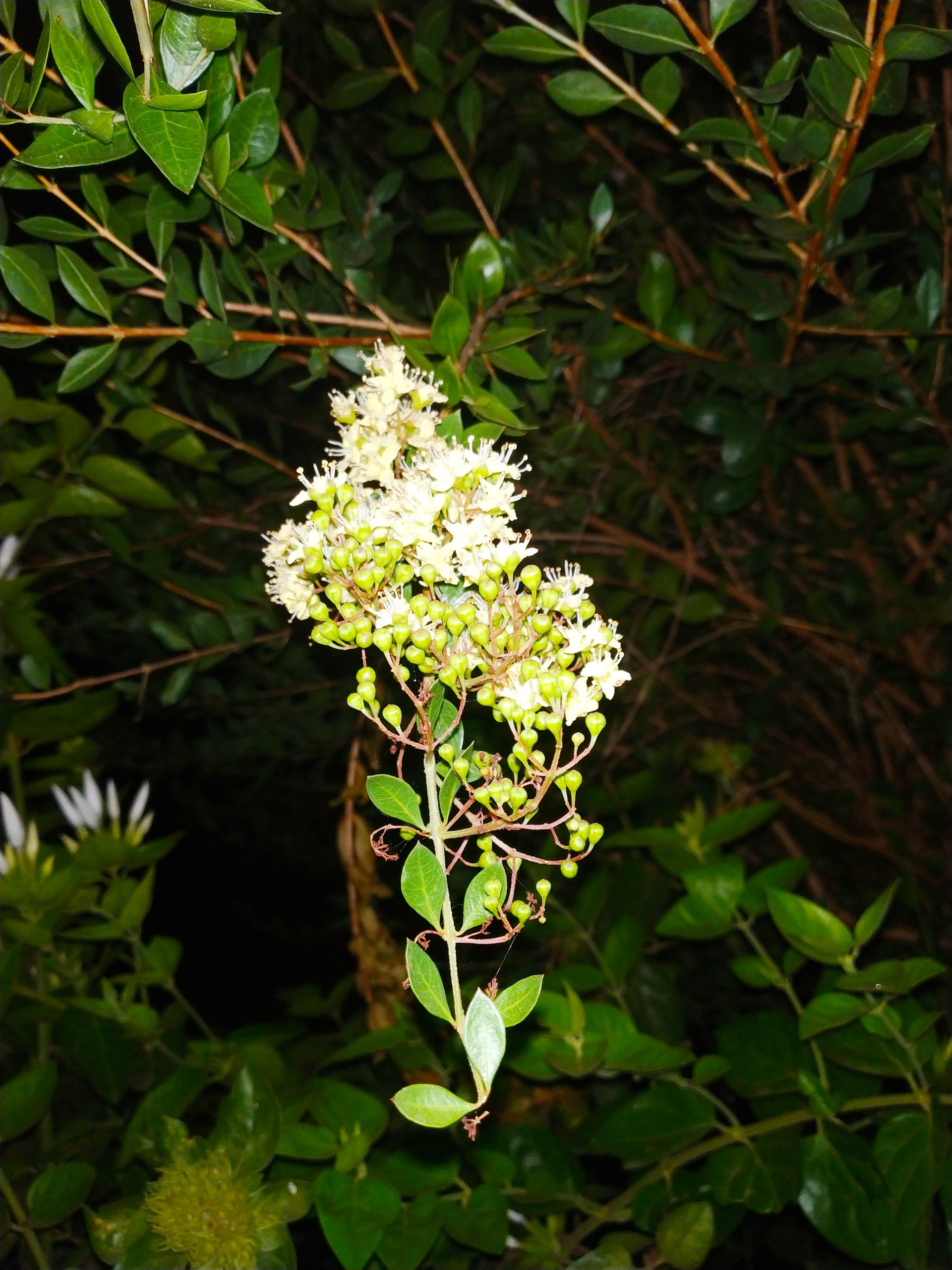 Flowering plant