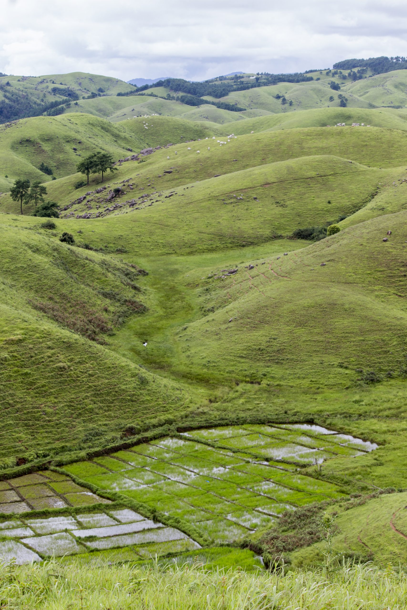 Nature Landscape