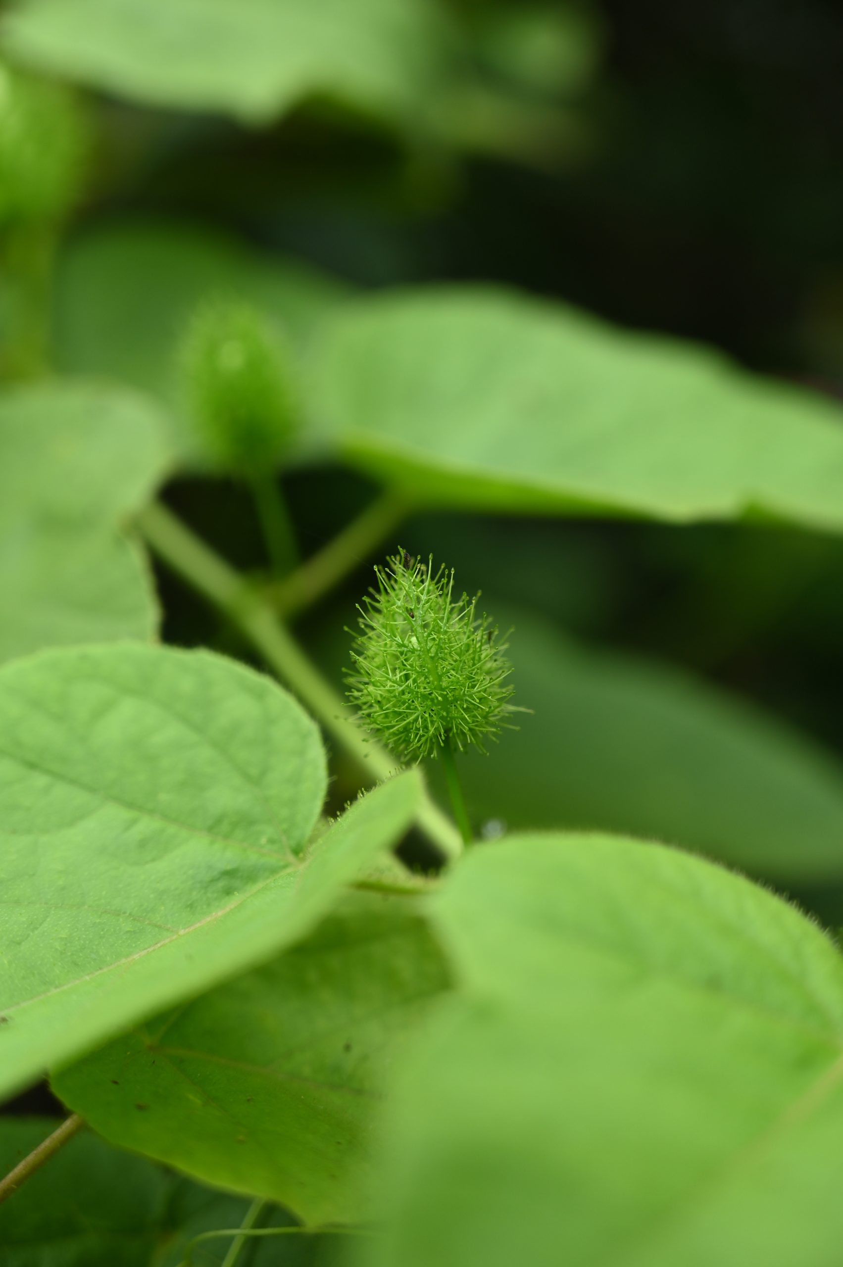 Leaves