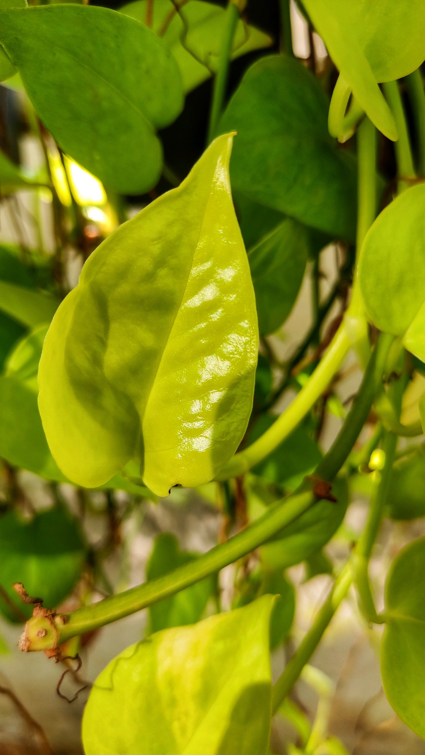 leaves on a plant