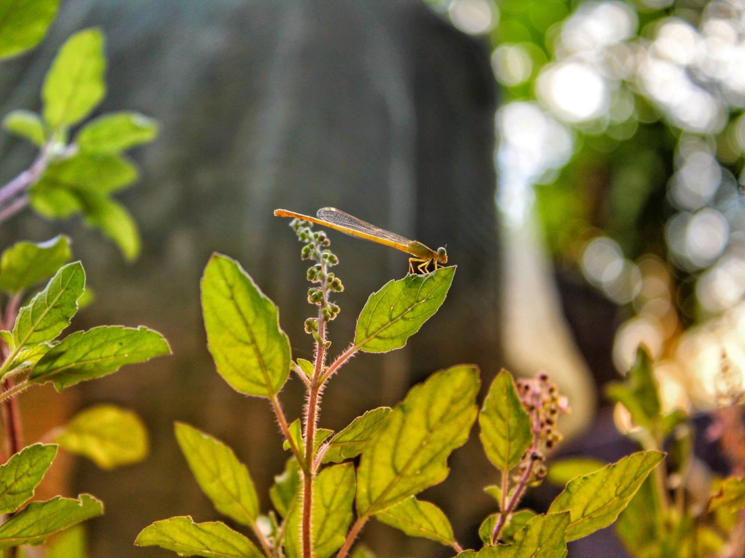 Holy Basil Plant