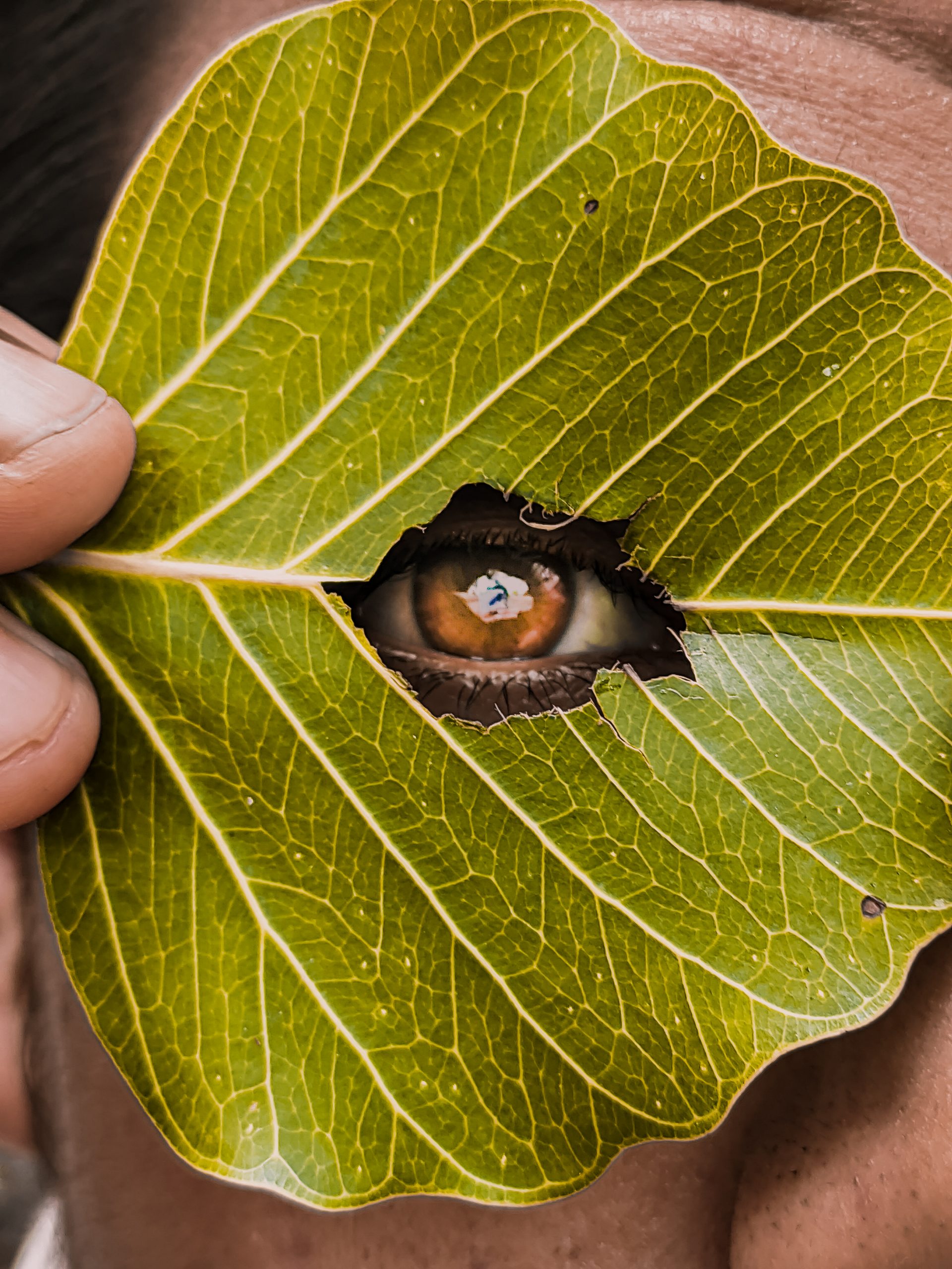 Leaf and eye