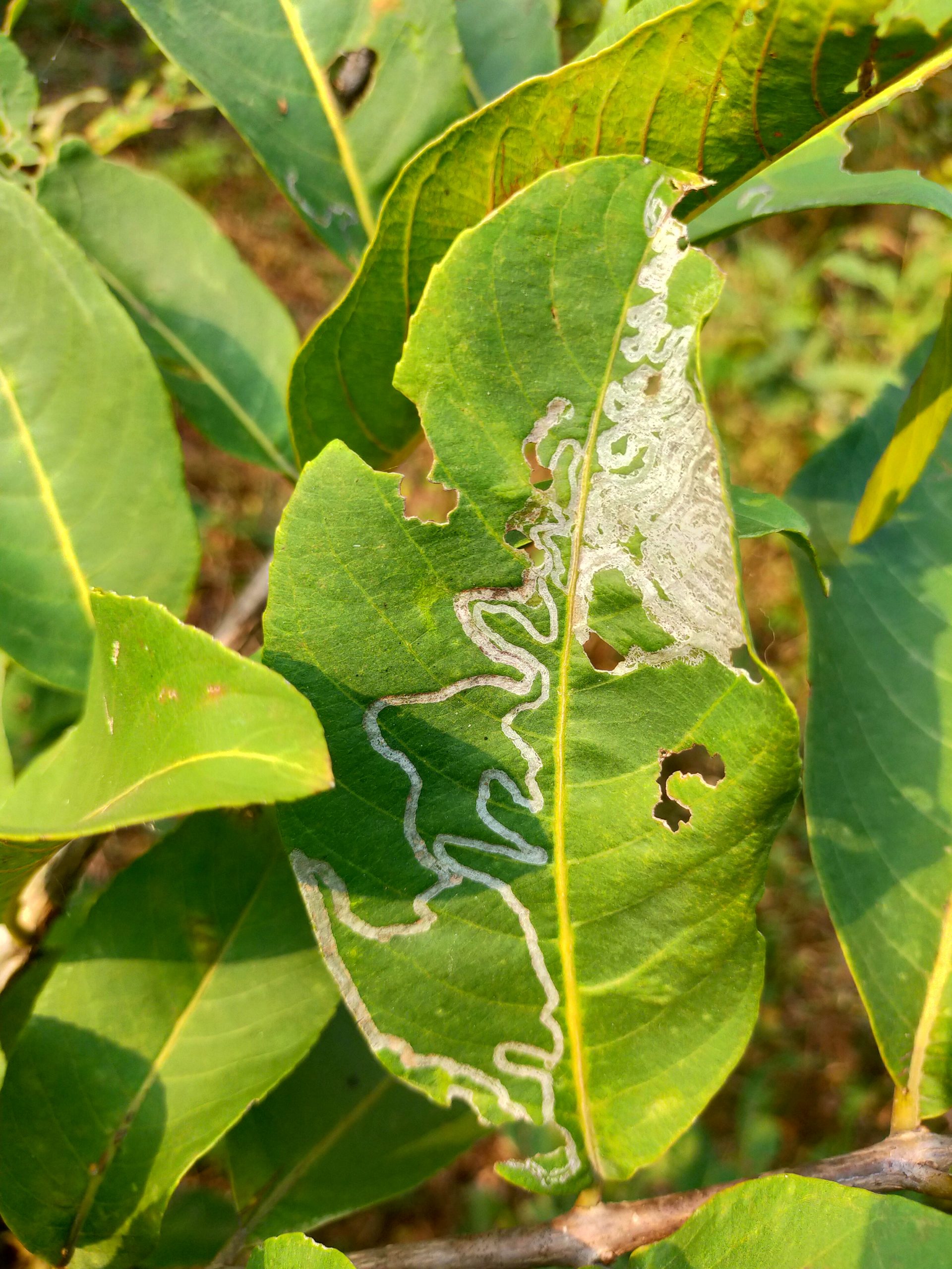 A leaf destroyed by insects