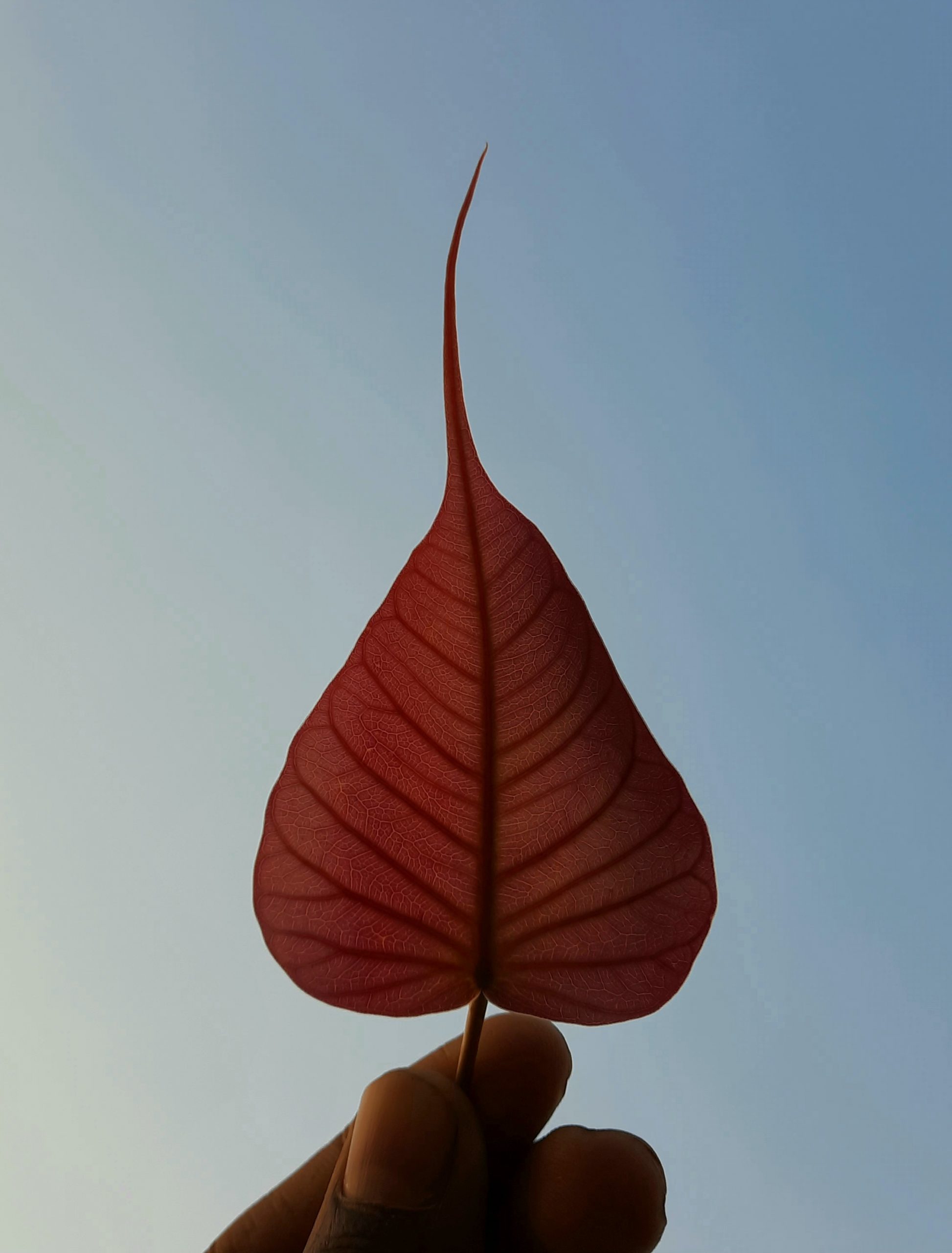 Leaf in hand