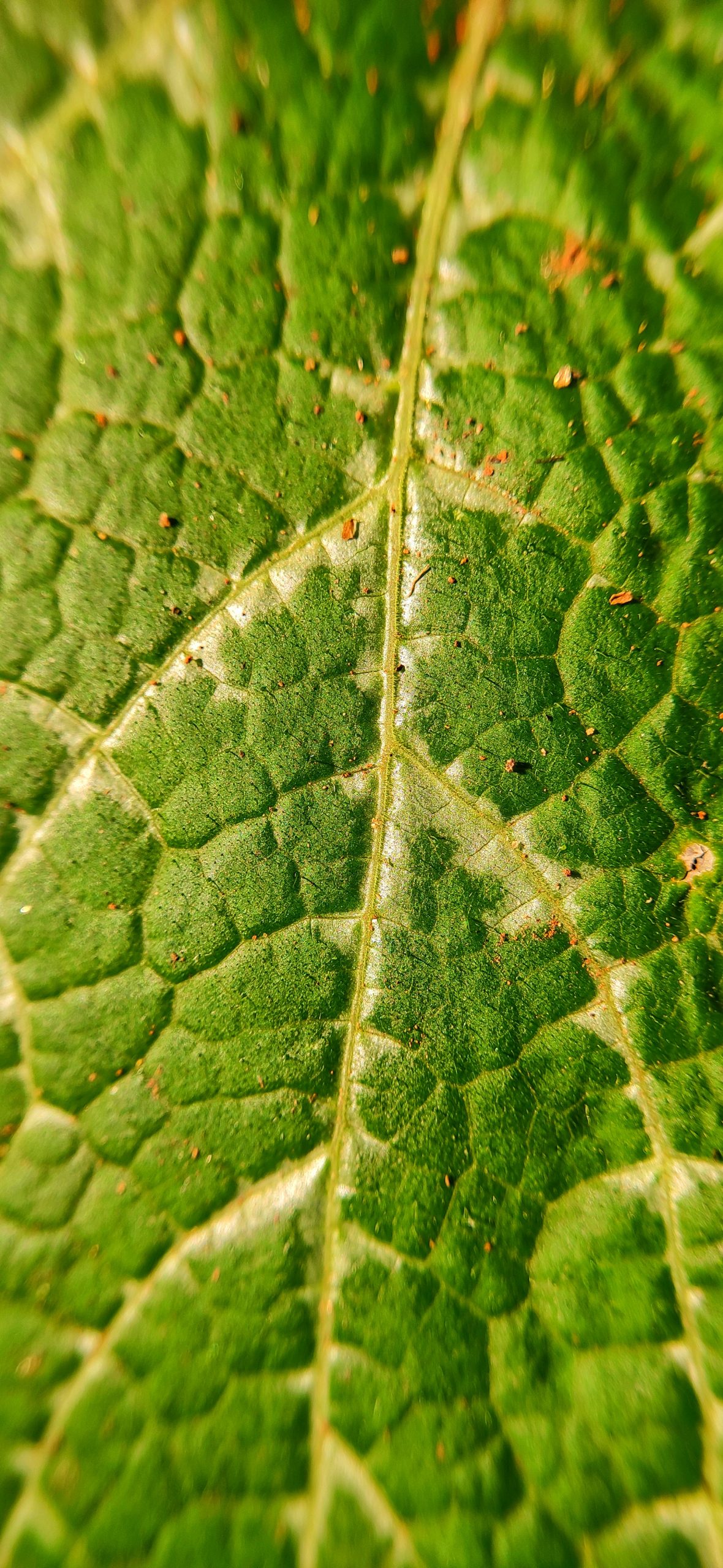 Leaf