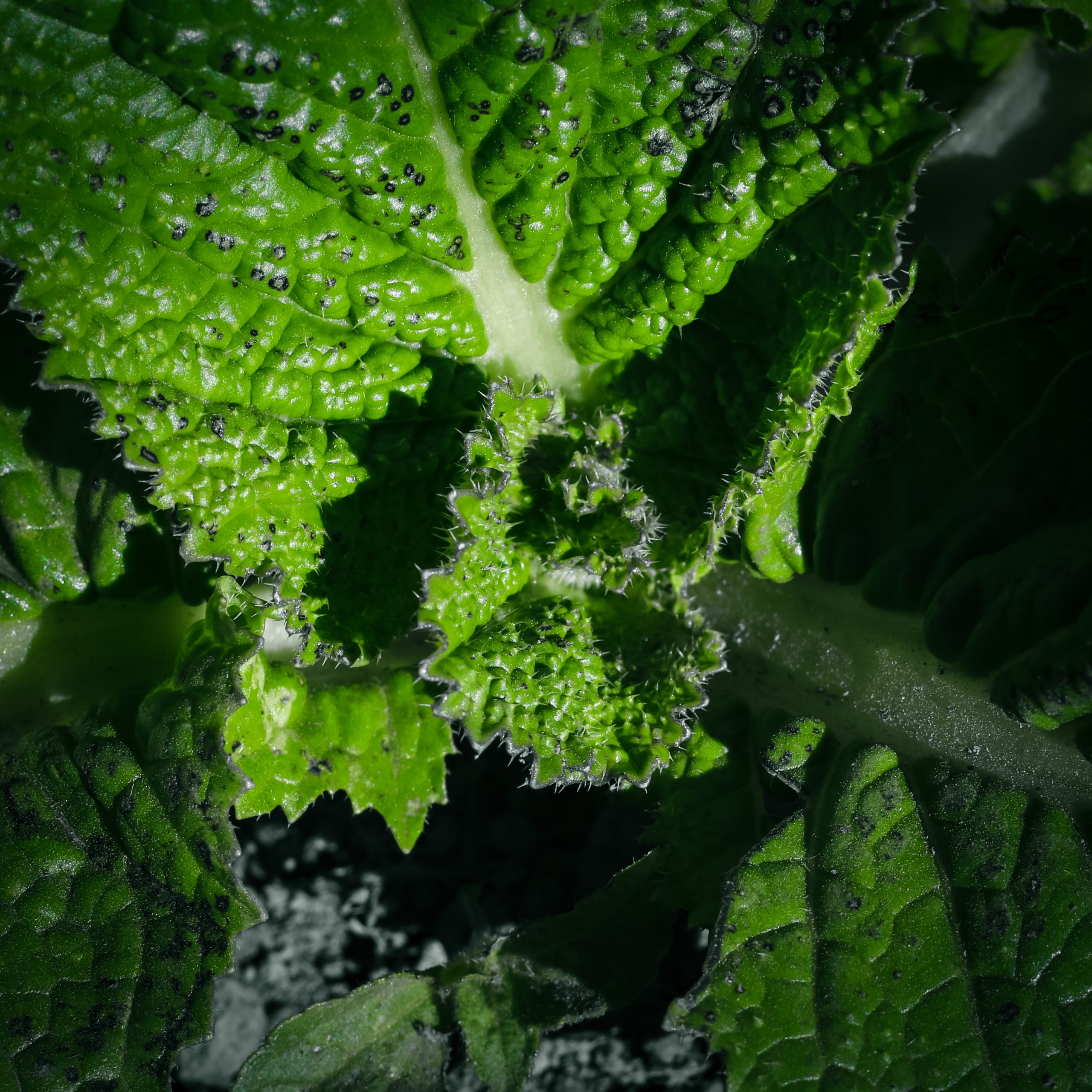 Leaf of mustard plant