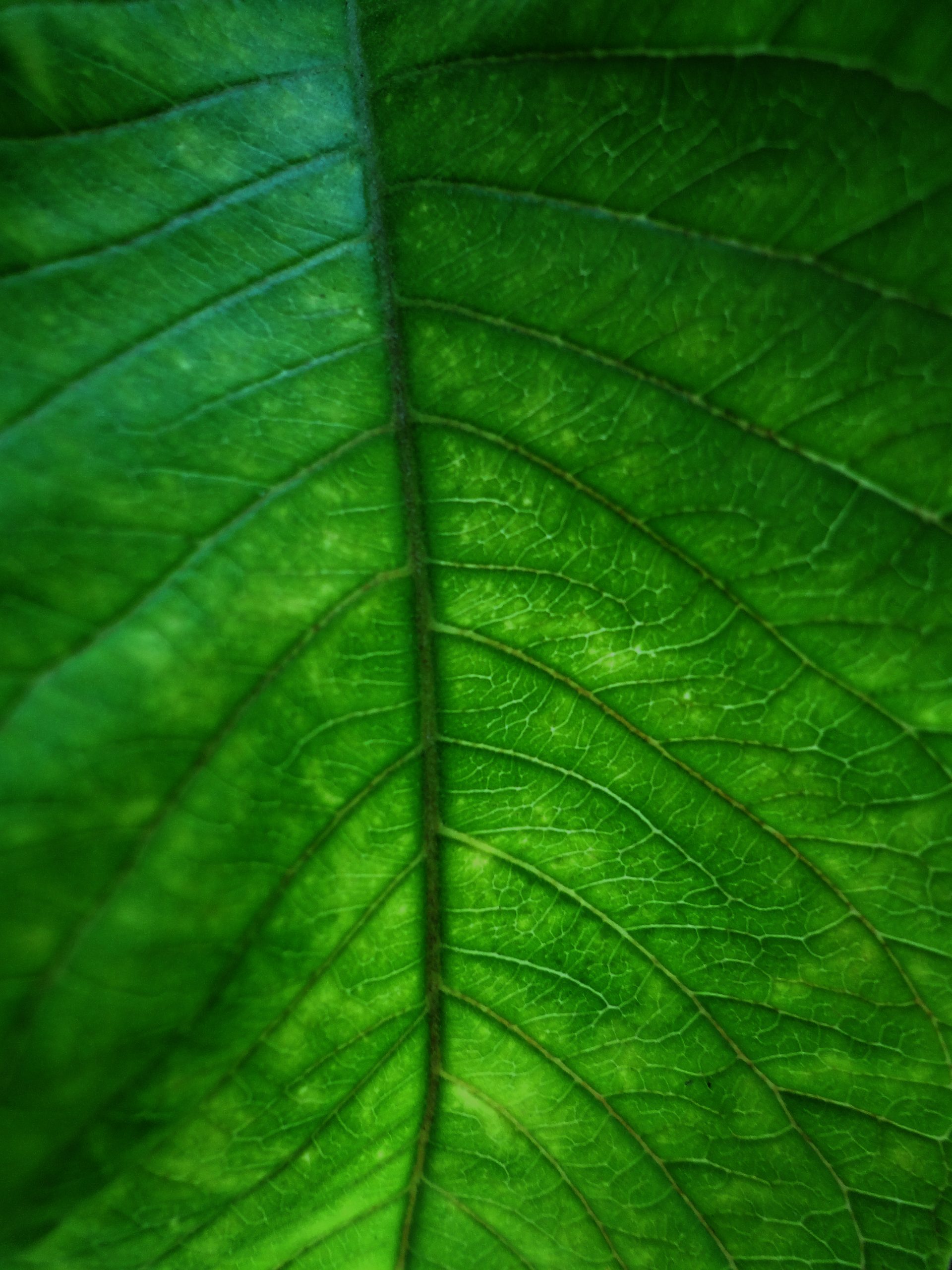 Leaf